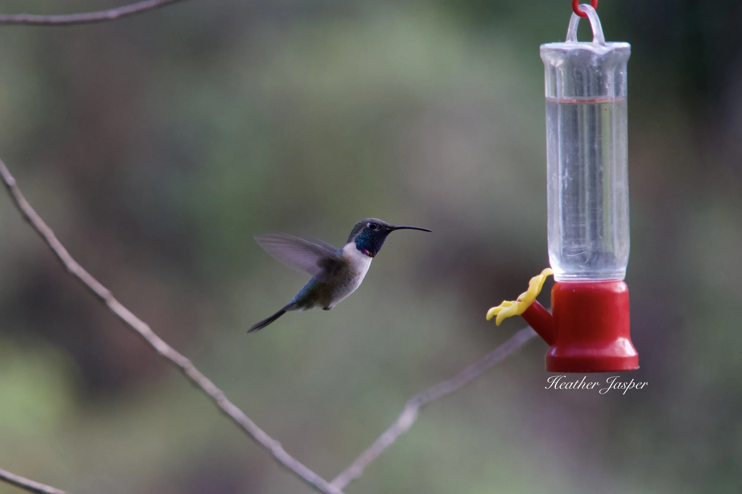 Purple collared Woodstar5.jpeg