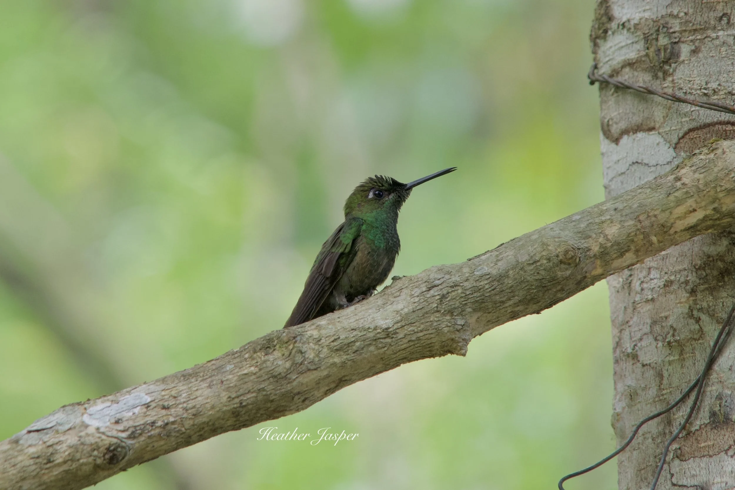 Violet-fronted Brilliant hummingbird at Tunquimayo Lodge Quillabamba Peru