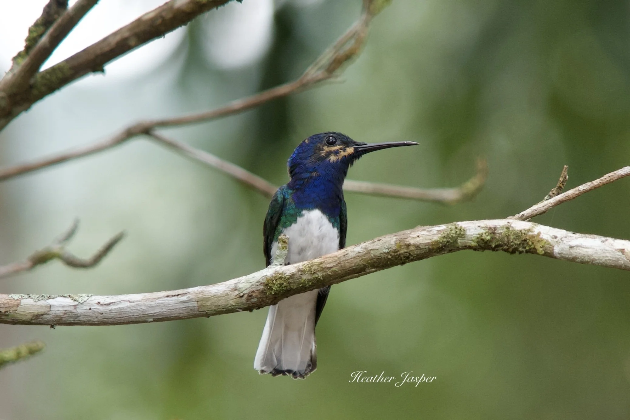White-necked Jacobin Moyobamba Peru
