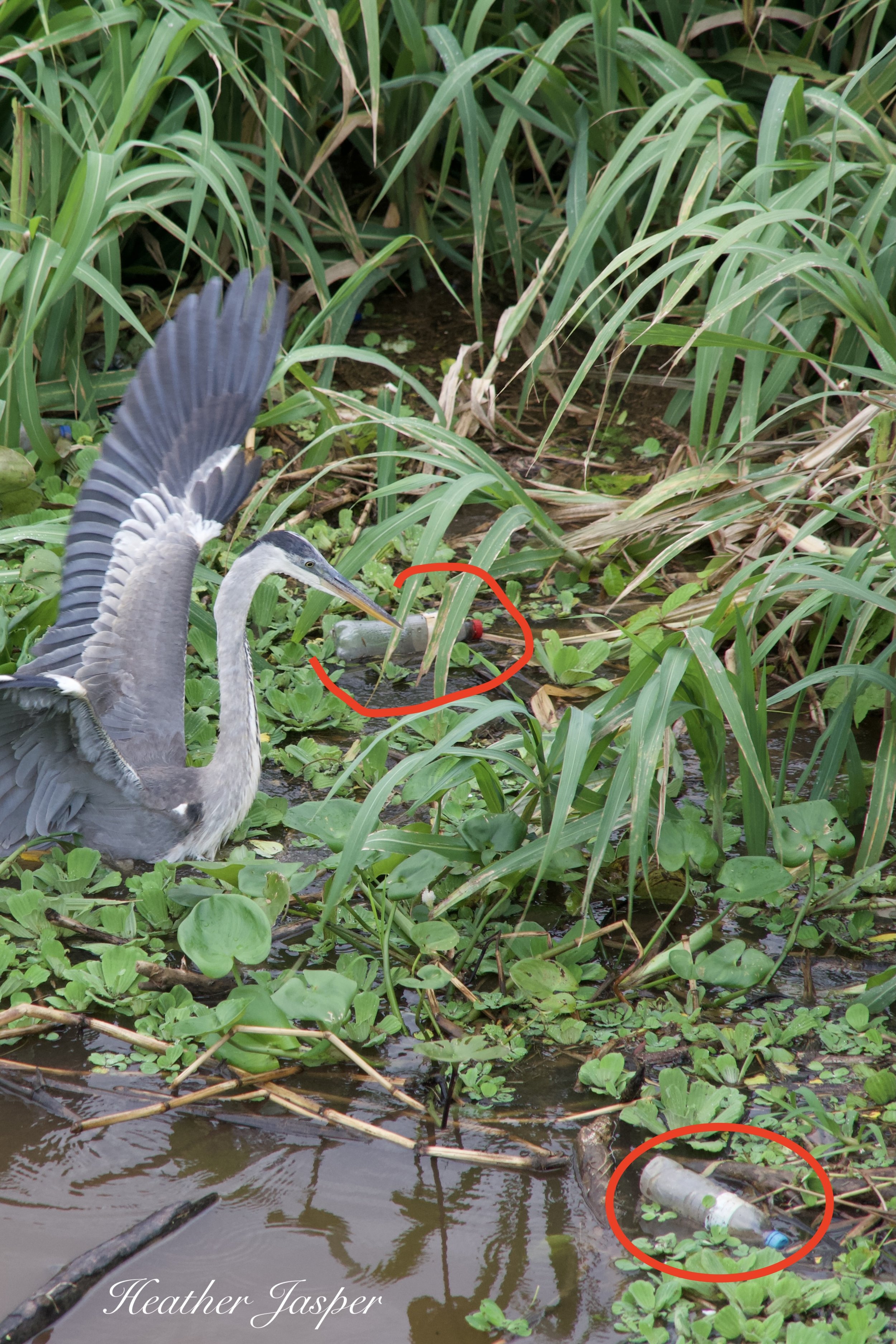 plastic bottles in Peruvian rainforest