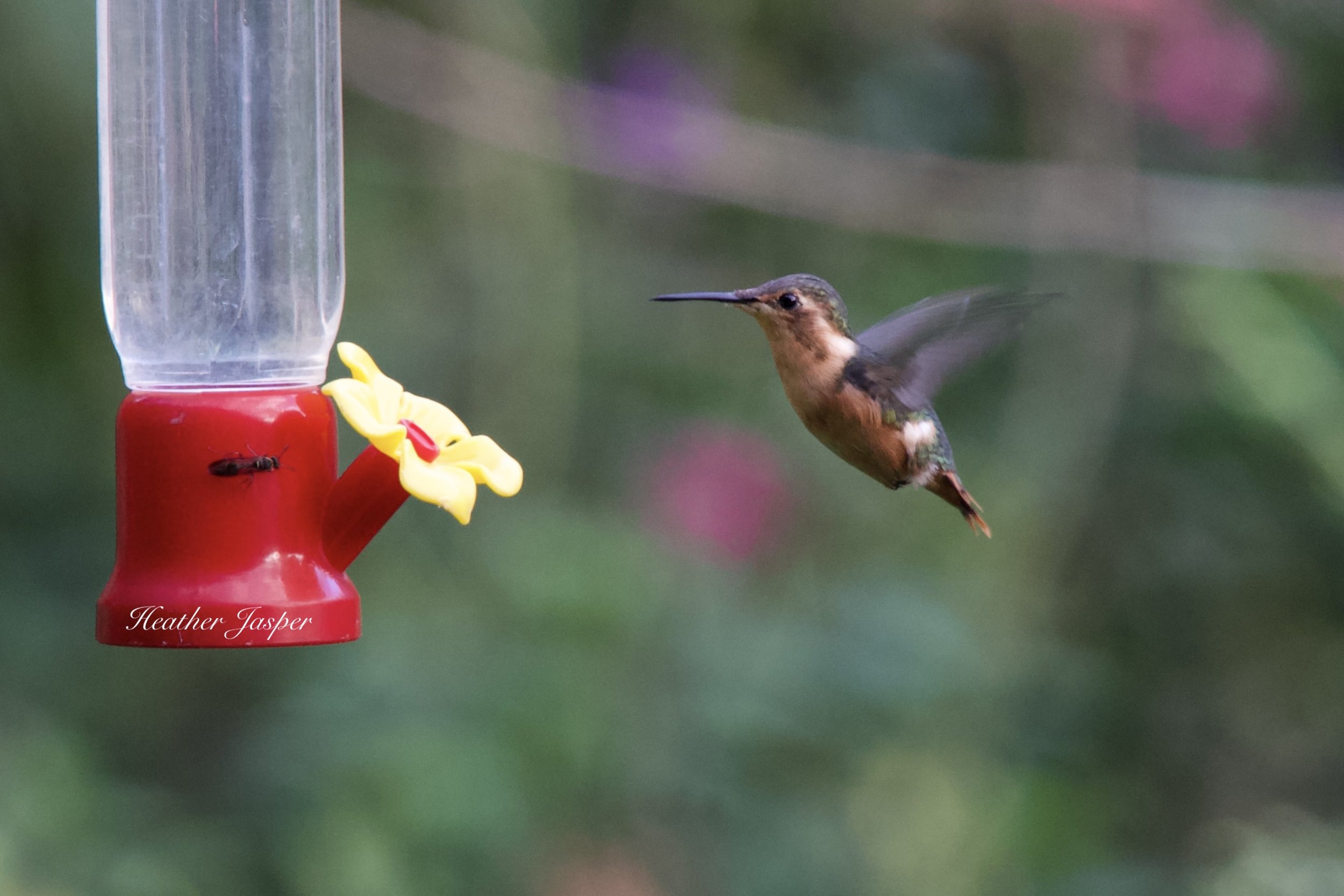Little Woodstar Marvelous Spatuletail Refuge Cocachimba Amazonas Peru