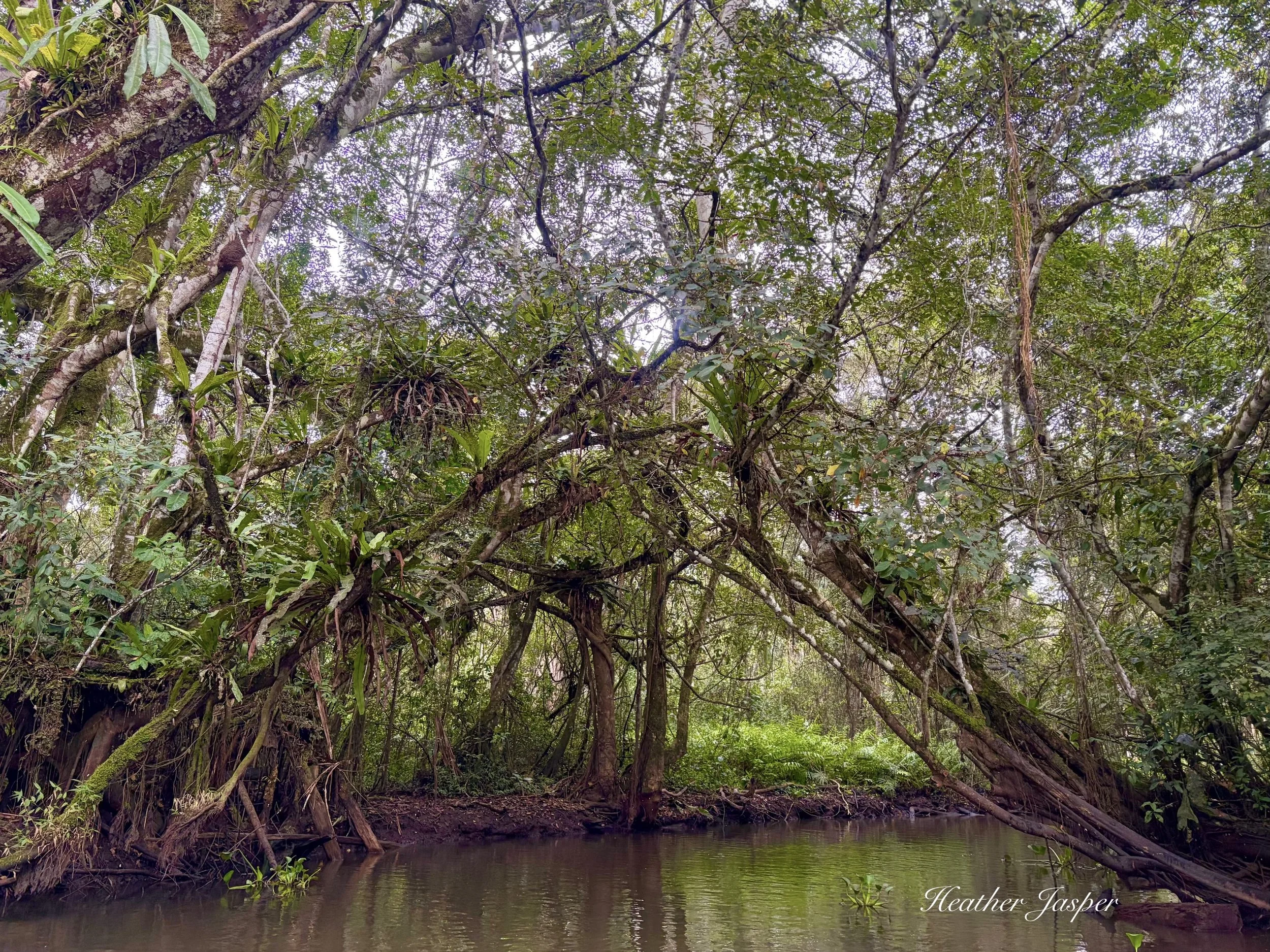 Río Romero Santa Elena Moyobamba Peru