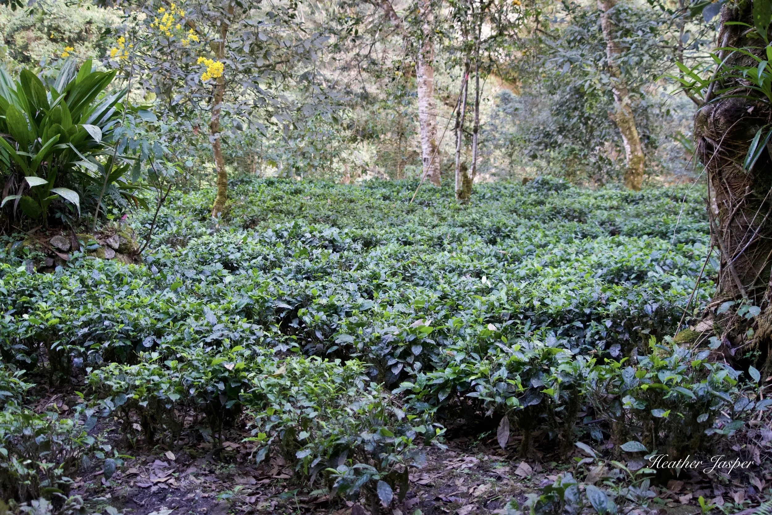 tea at Inkaterra Machu Picchu Pueblo Hotel
