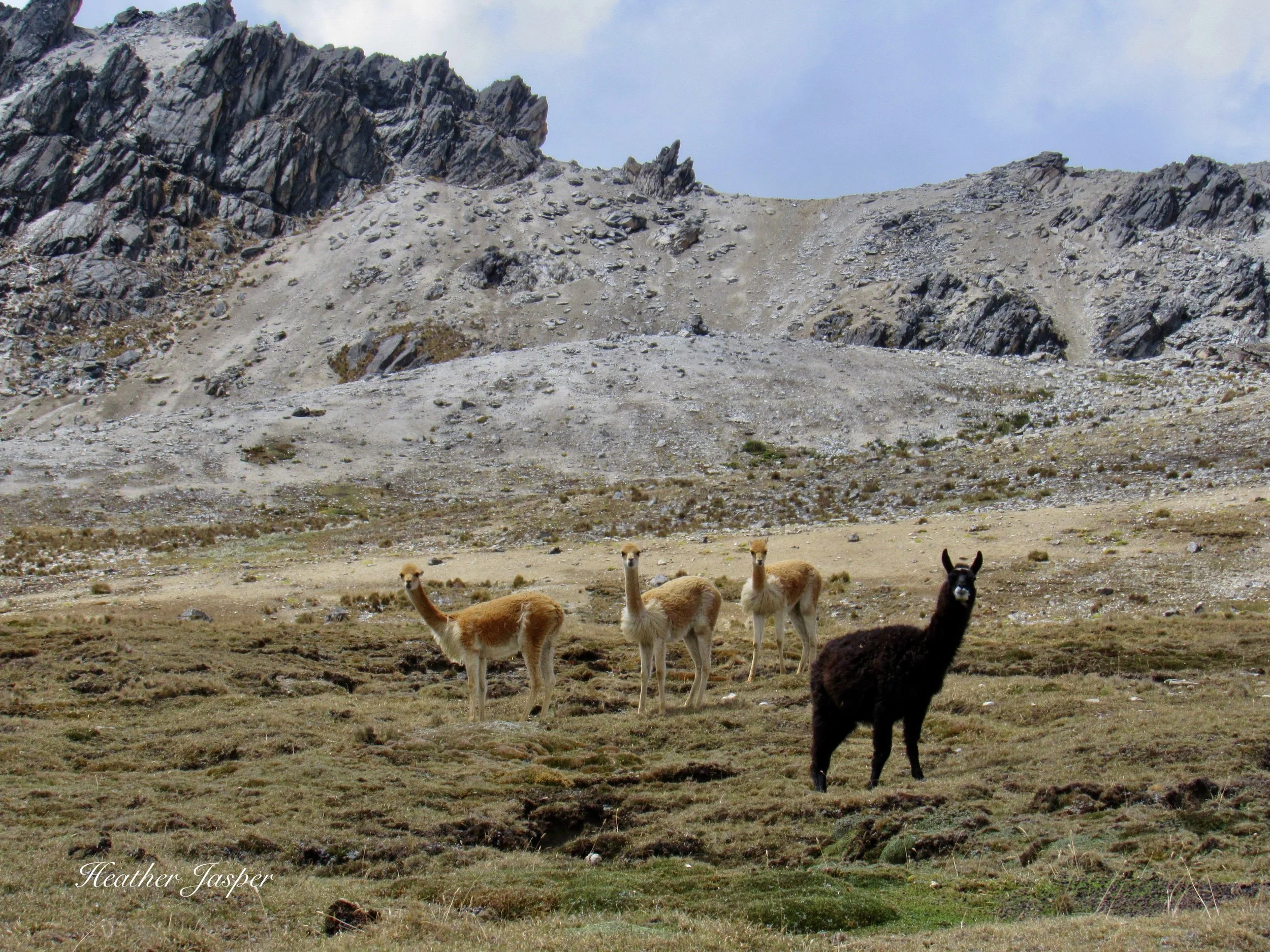 vicuña and alpaca near Japu Nación Q'eros
