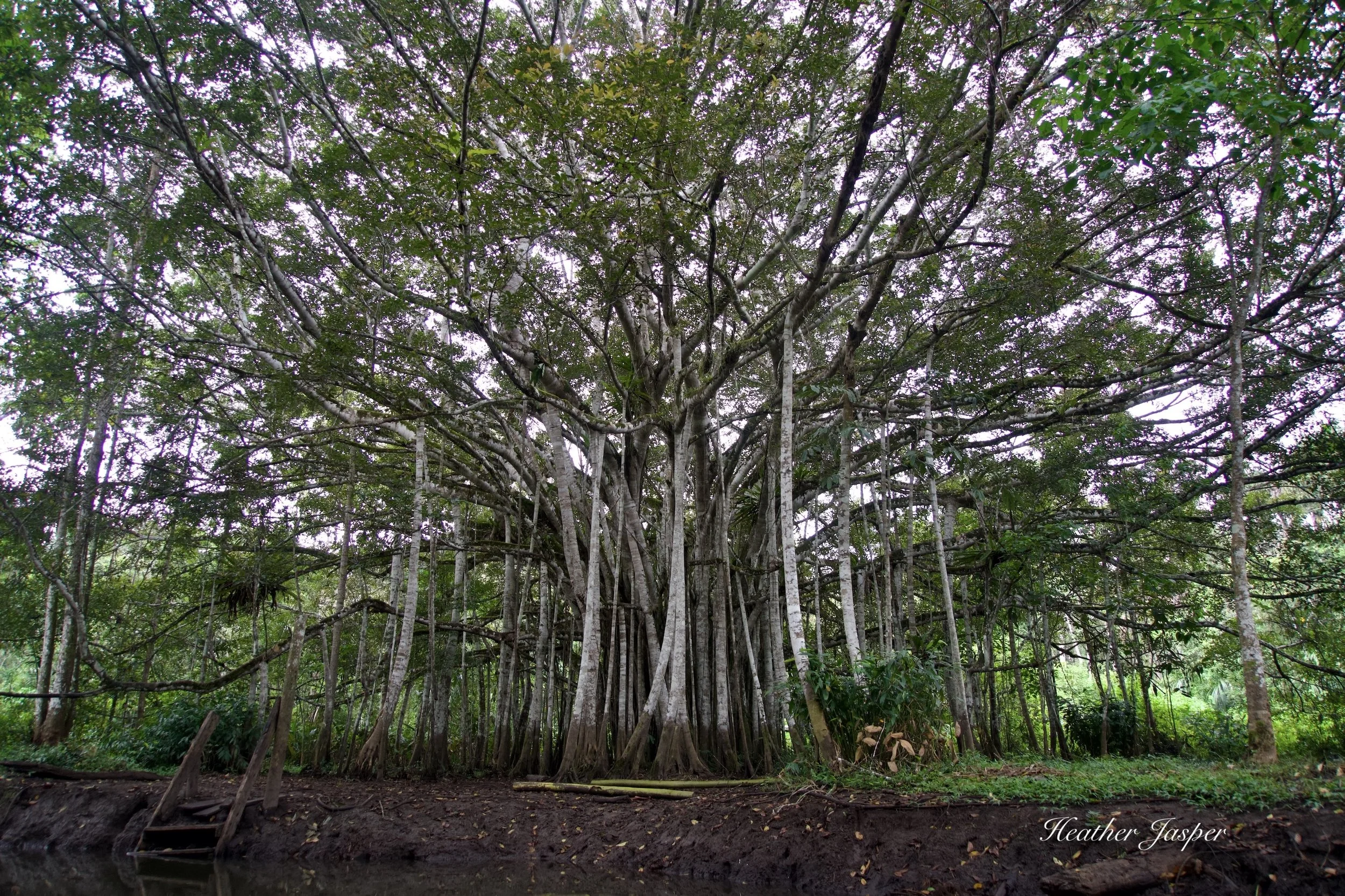 wetlands tree Santa Elena Moyobamba Peru