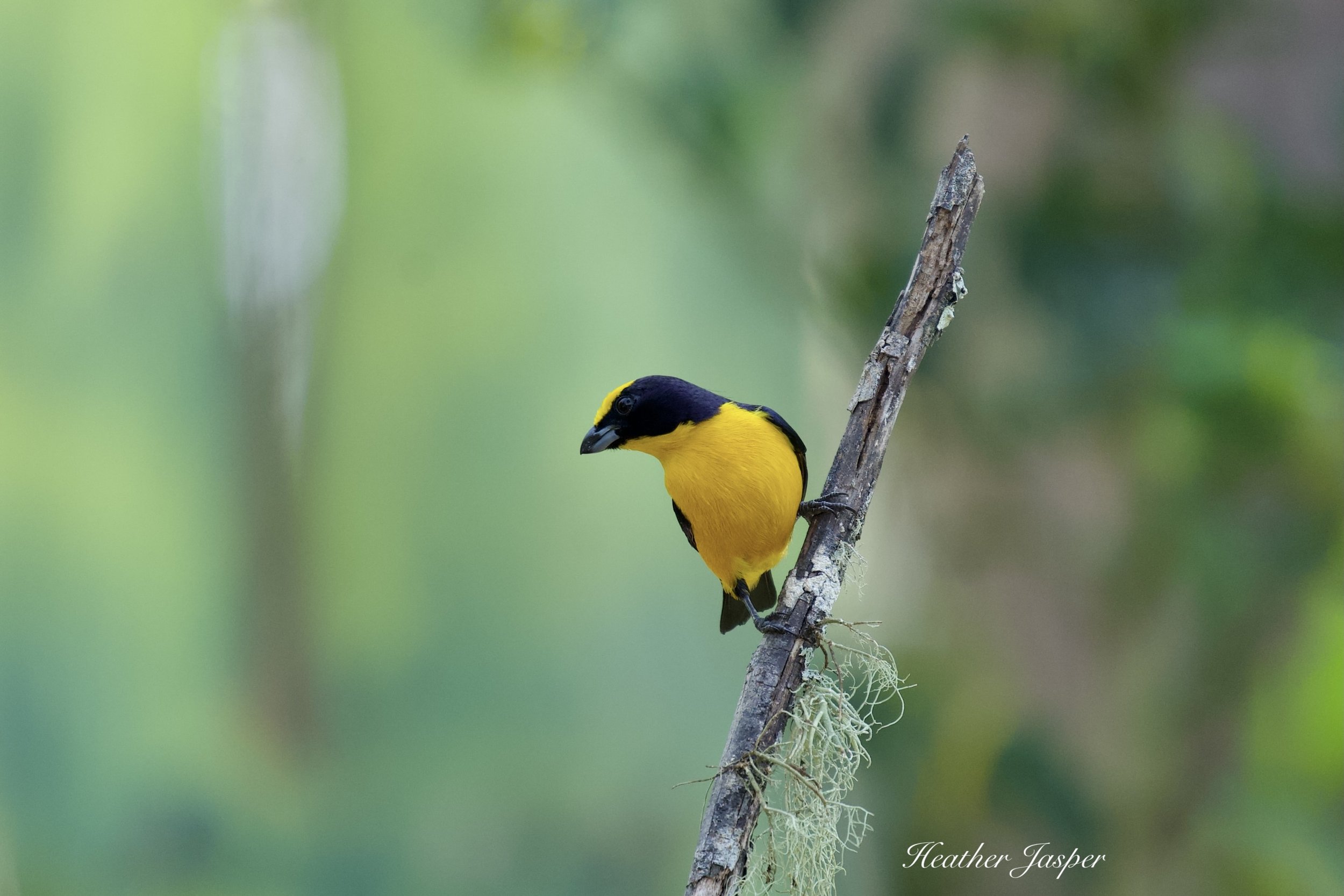 Thick billed Euphonia Moyobamba Peru