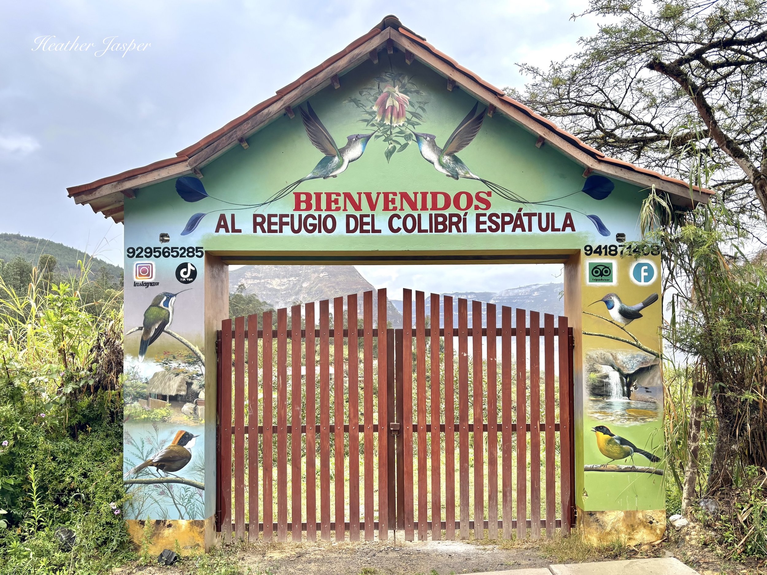 Marvelous Spatuletail Refuge gate Cocachimba Amazonas Peru