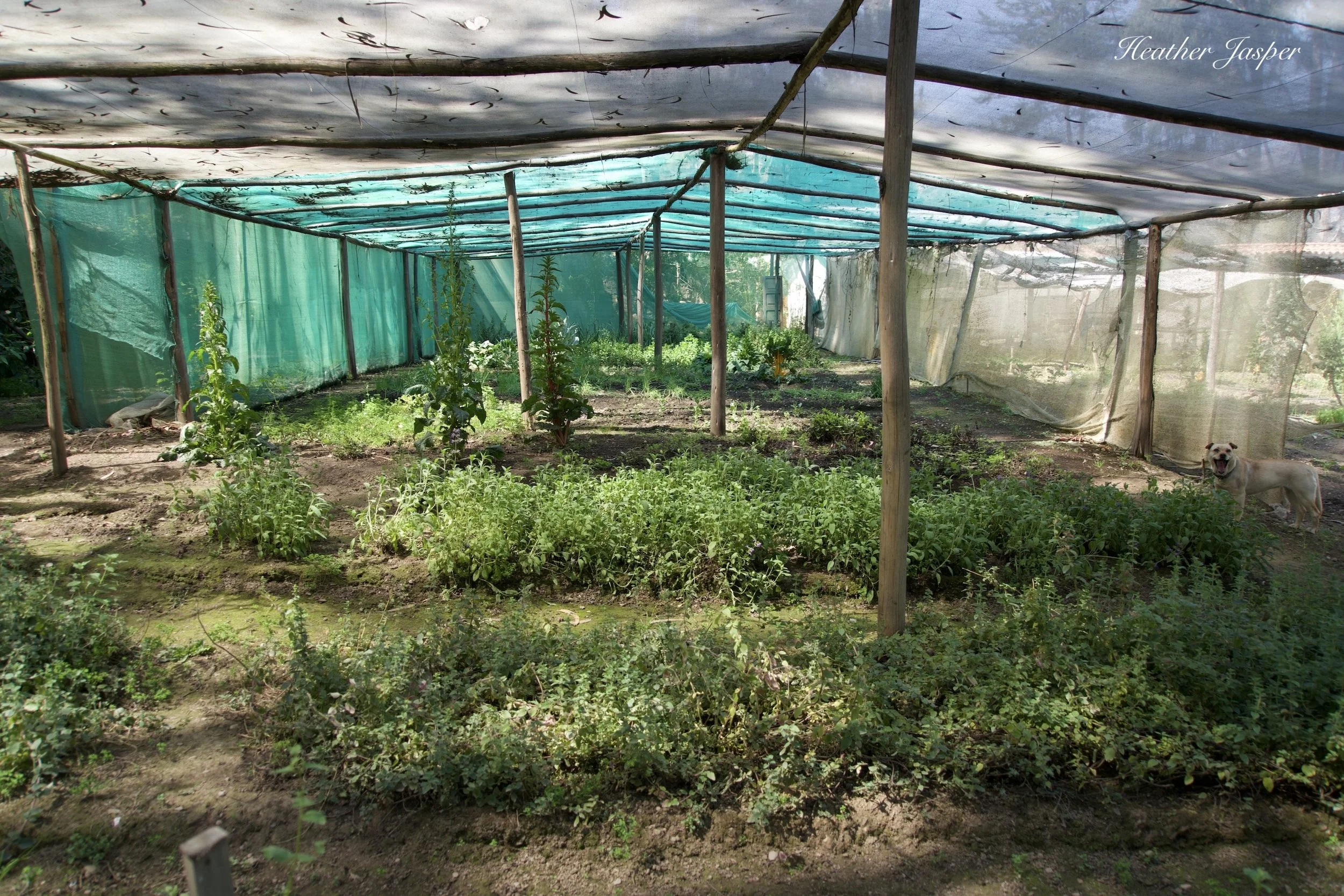 greenhouse at Pamuri Andes Lodge Huancavelica Peru