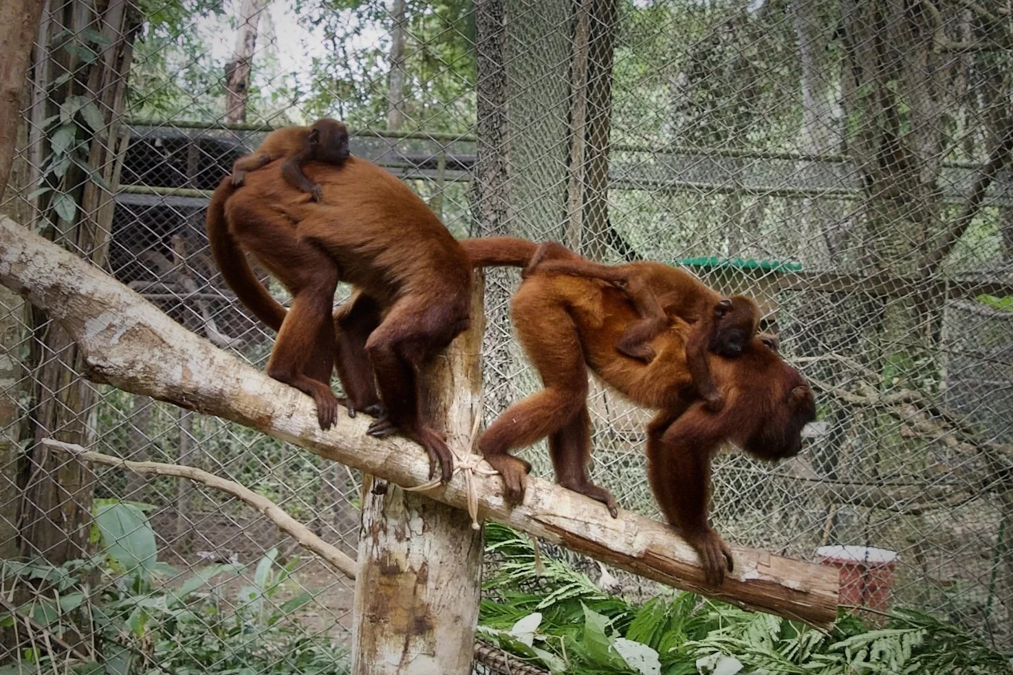 Amazon Shelter Puerto Maldonado Peru