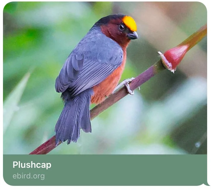 Cloud forest birdwatching Cusco Peru