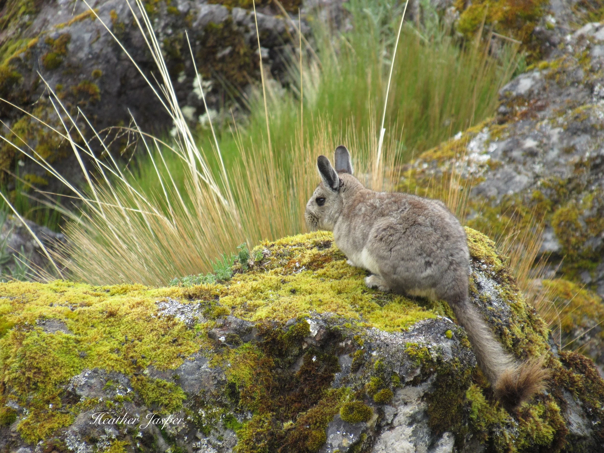 Vizcacha Lares Trek Peru