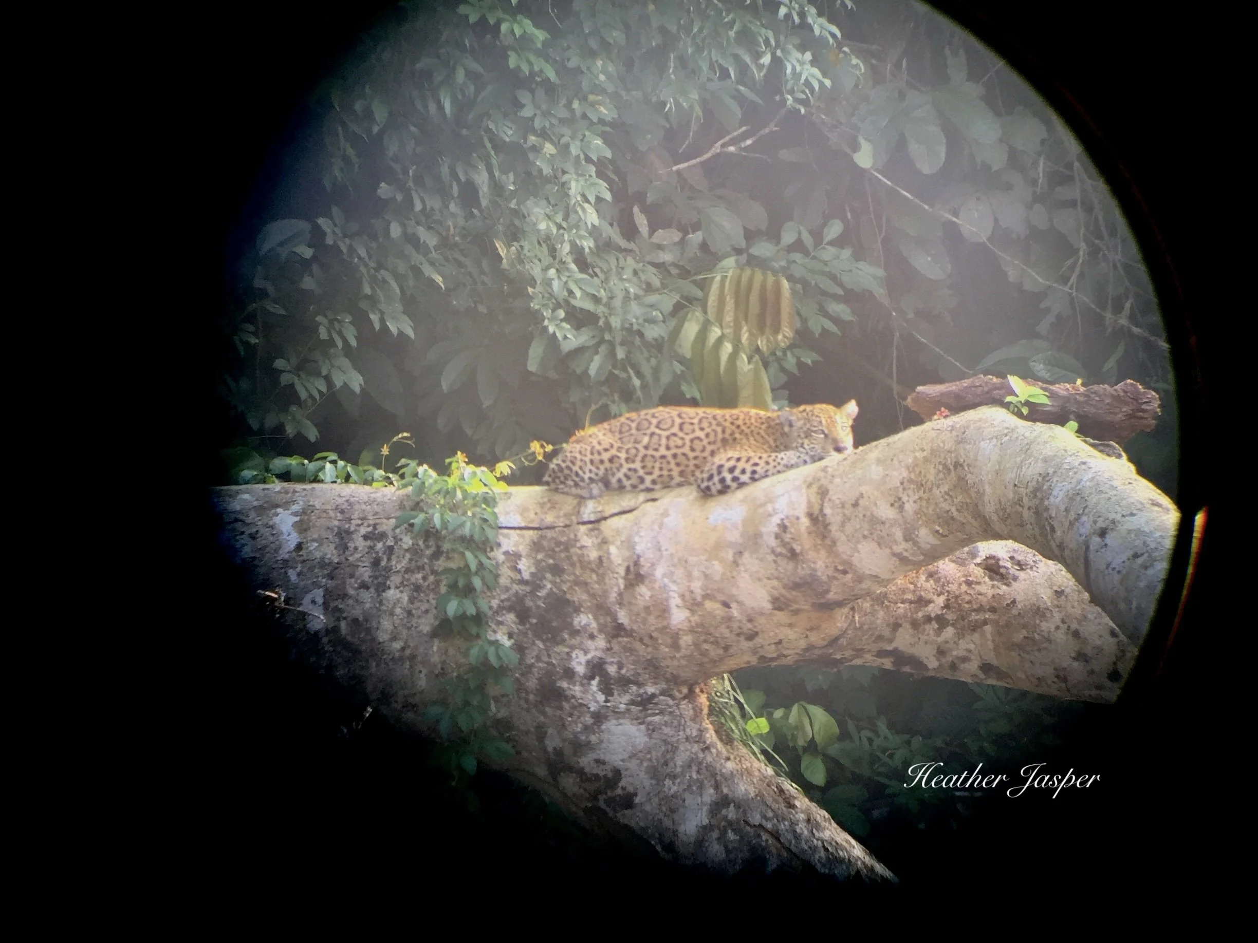 Jaguar in Peruvian rainforest Manu
