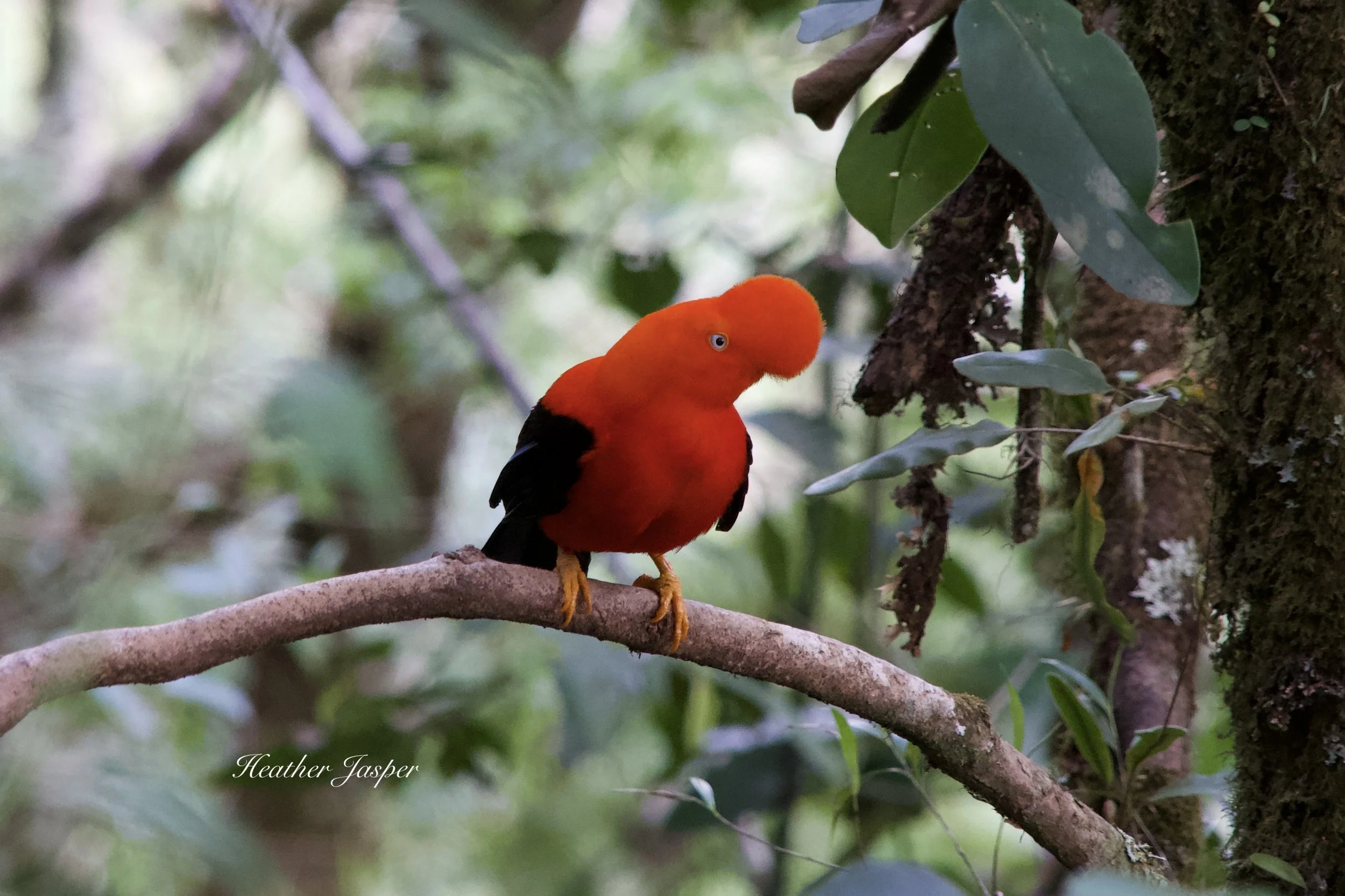 Andean Cock of the Rock Tunquimayo Lodge Quillabamba Peru