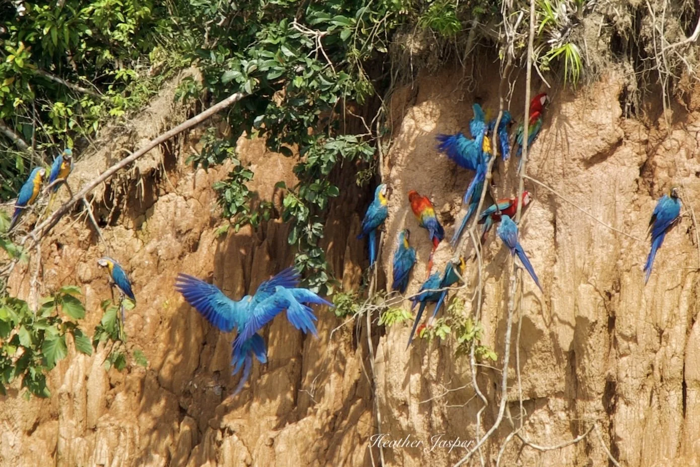how to go birding in the Peruvian Amazon rainforest