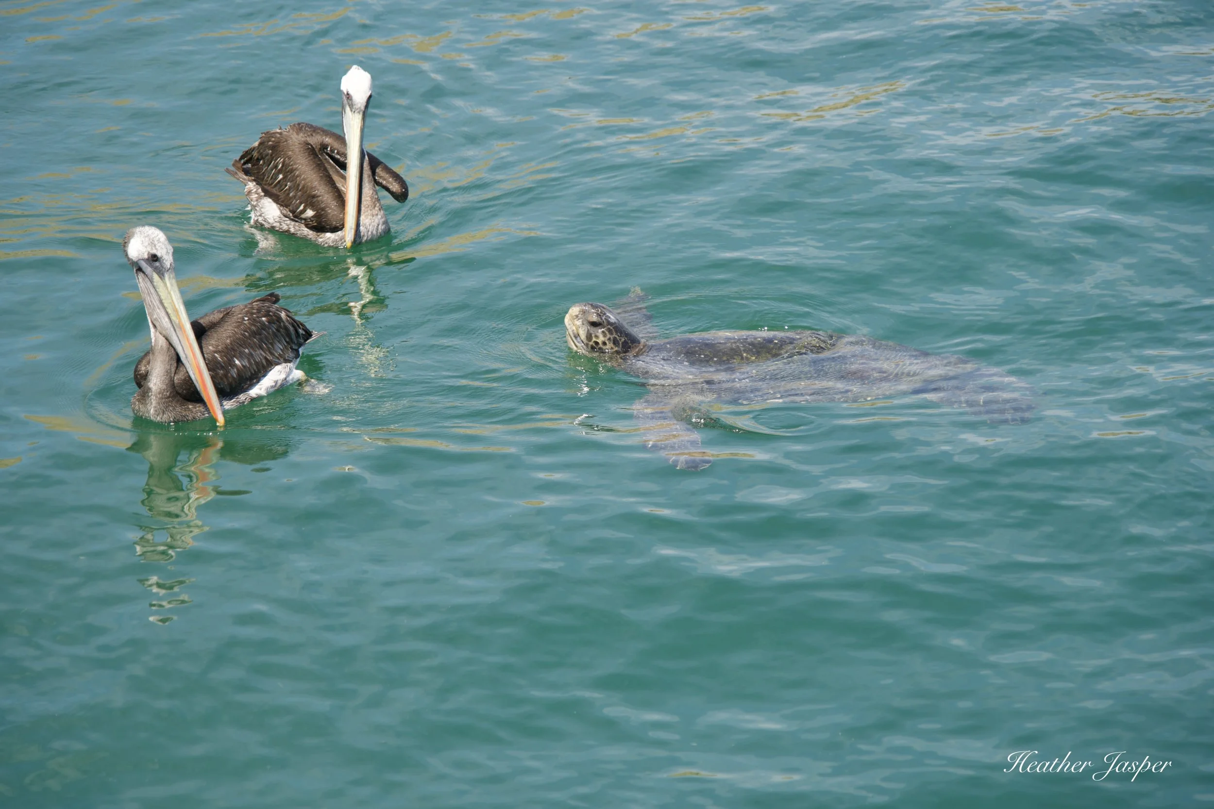 pelicans and turtles at Cabo Blanco Peru