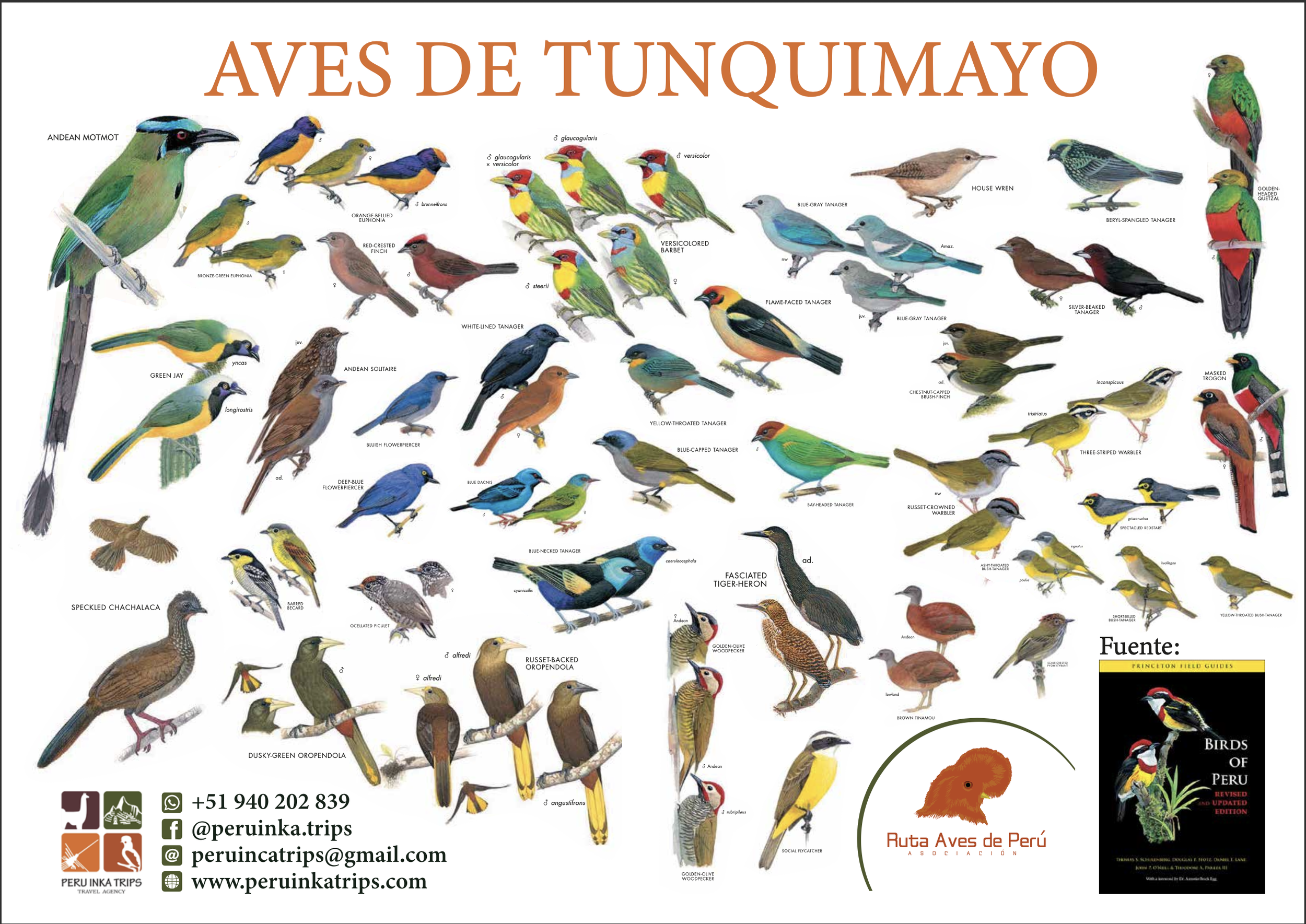 Tunquimayo Lodge birds Quillabamba Peru