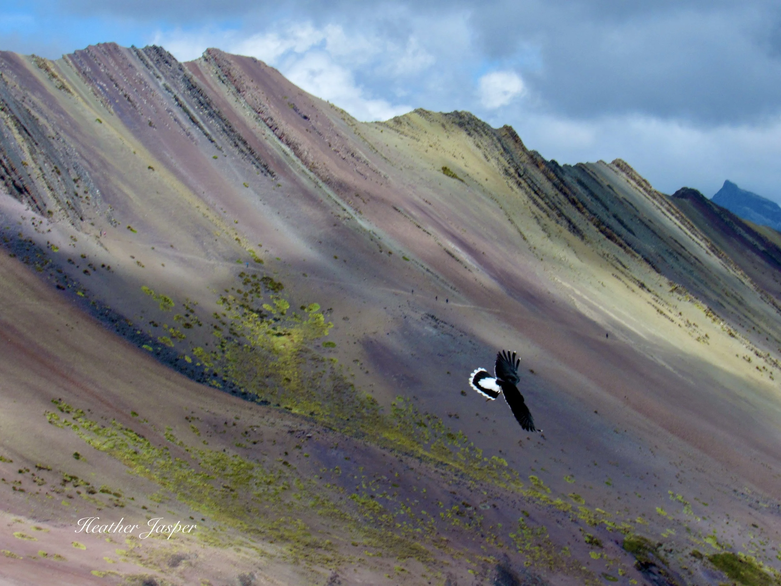 cara cara falcon at Rainbow Mountain Peru