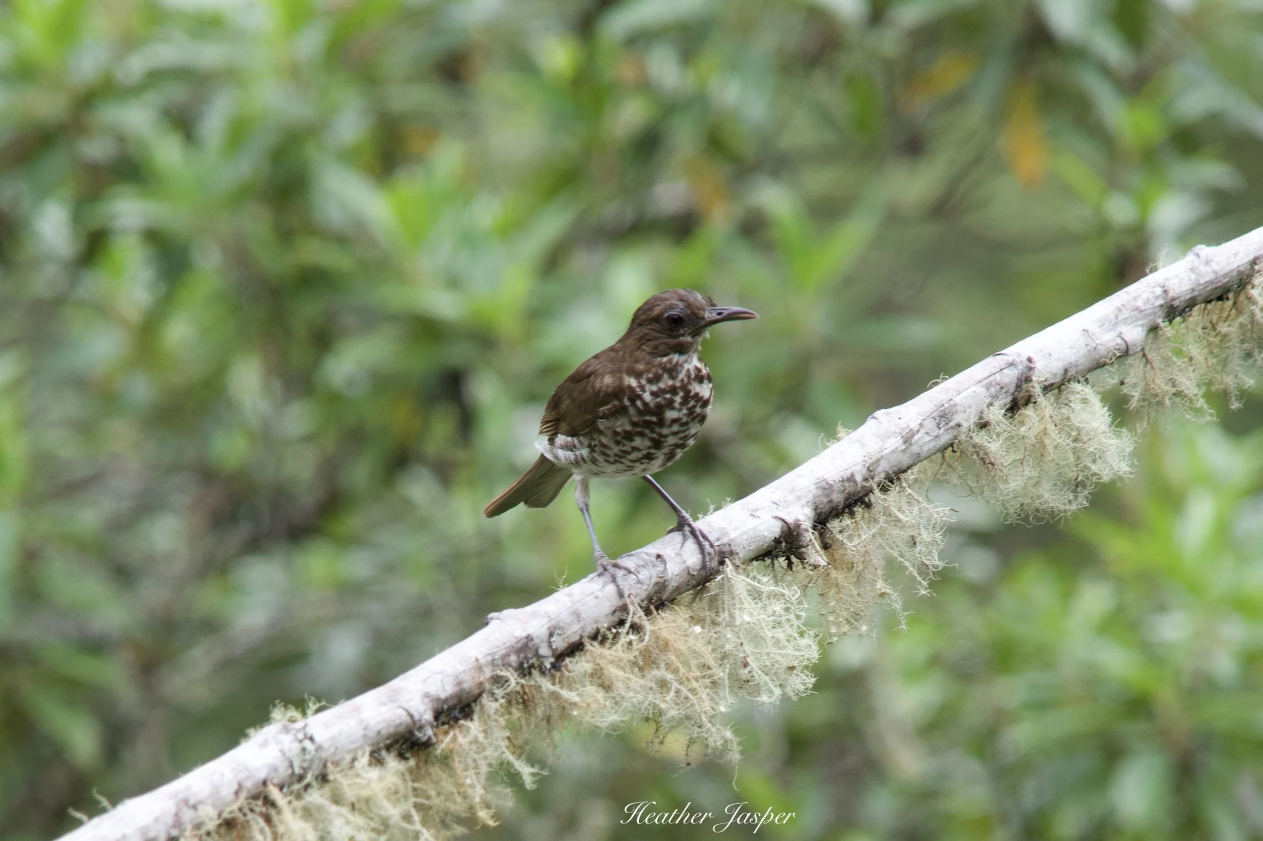 Marañon Thrush Refugio Colibri Cola Espatula Cocachimba Amazonas Peru