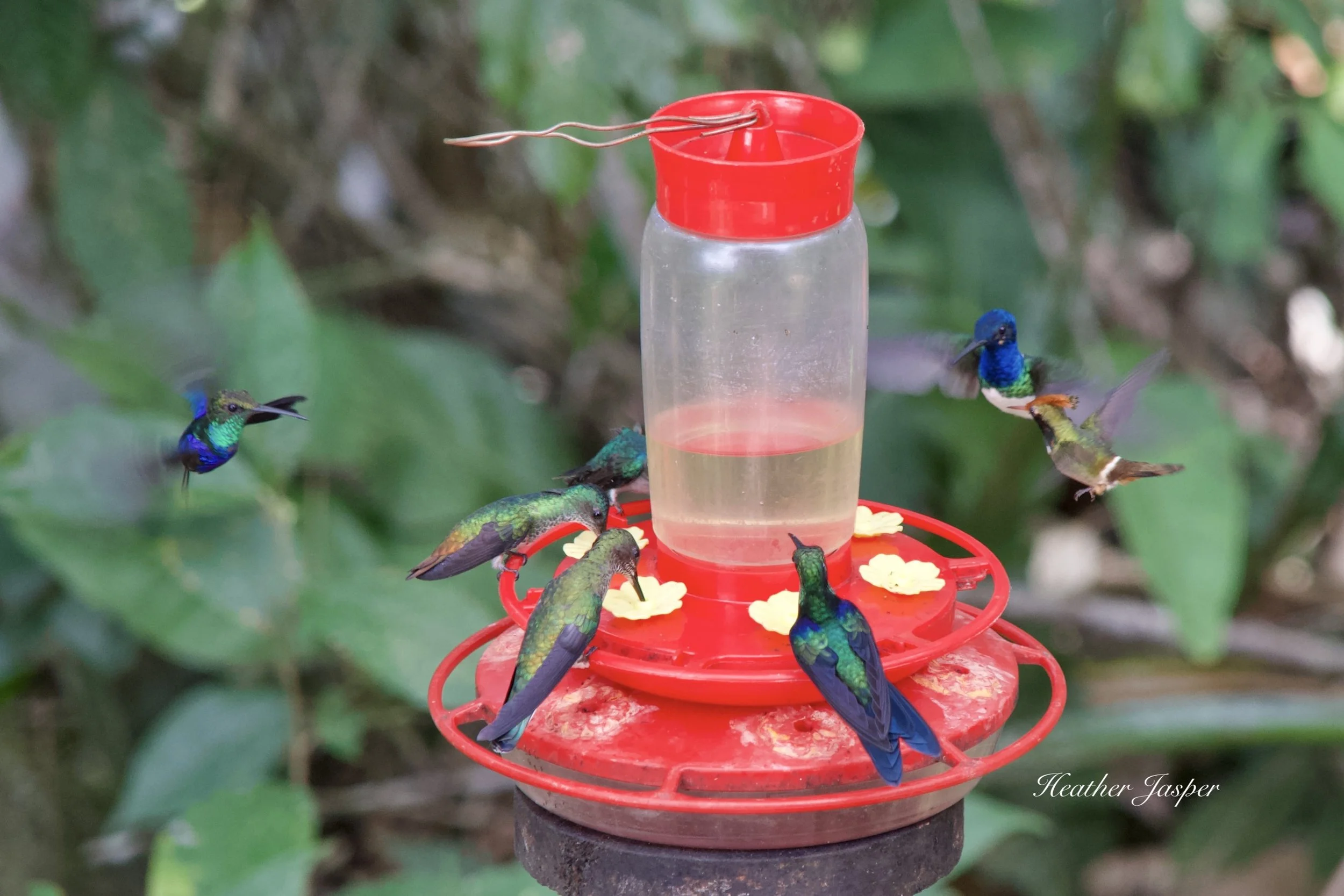 Waqanki hummingbird garden Moyobamba Peru