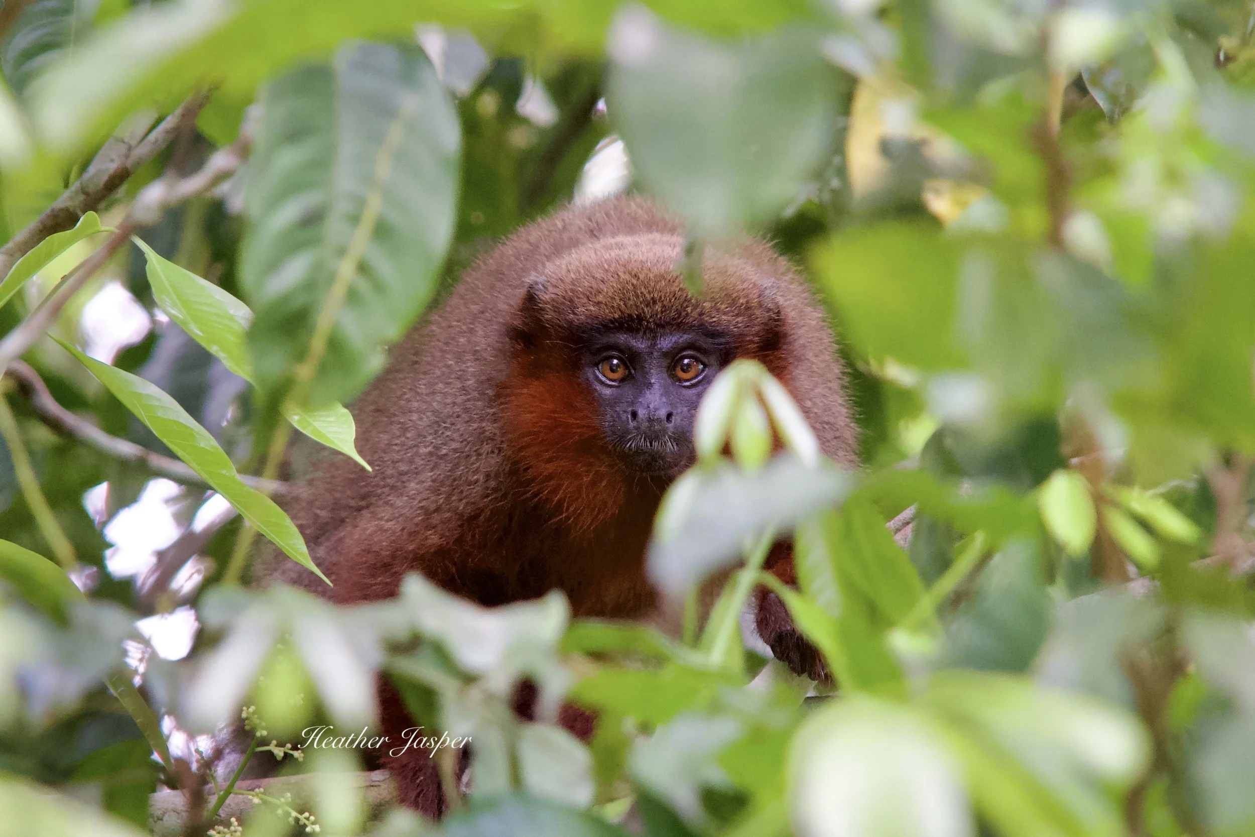 how to save the rainforest