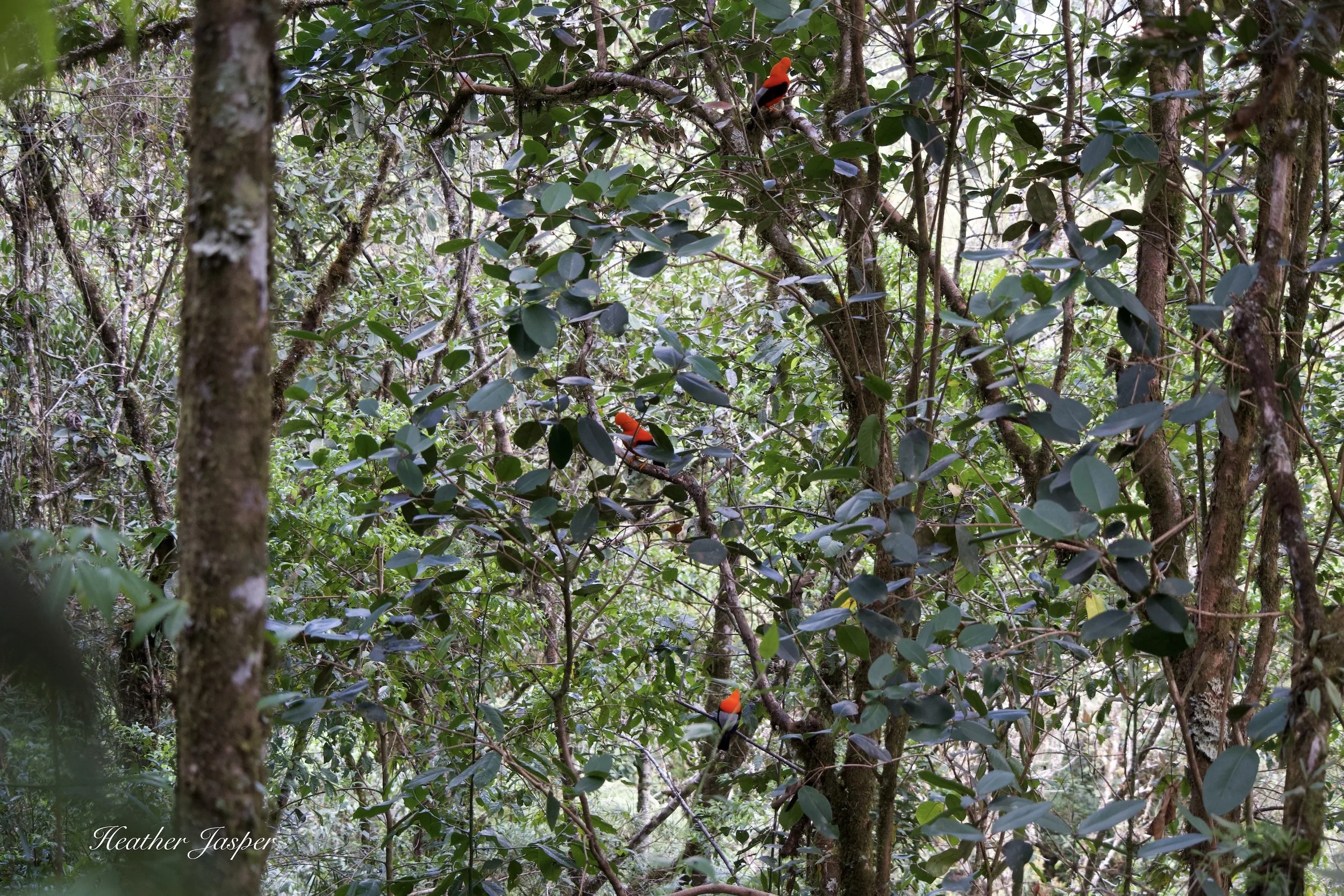 lek at Tunquimayo Lodge Quillabamba Peru