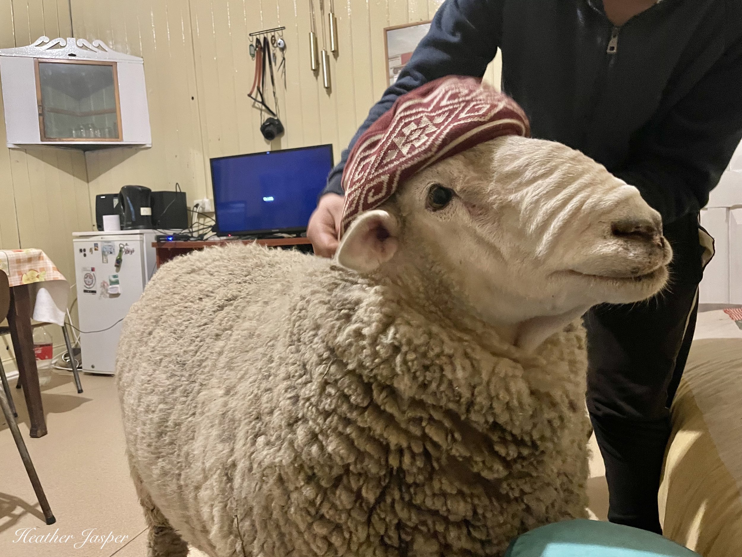 how to choose a homestay with pets