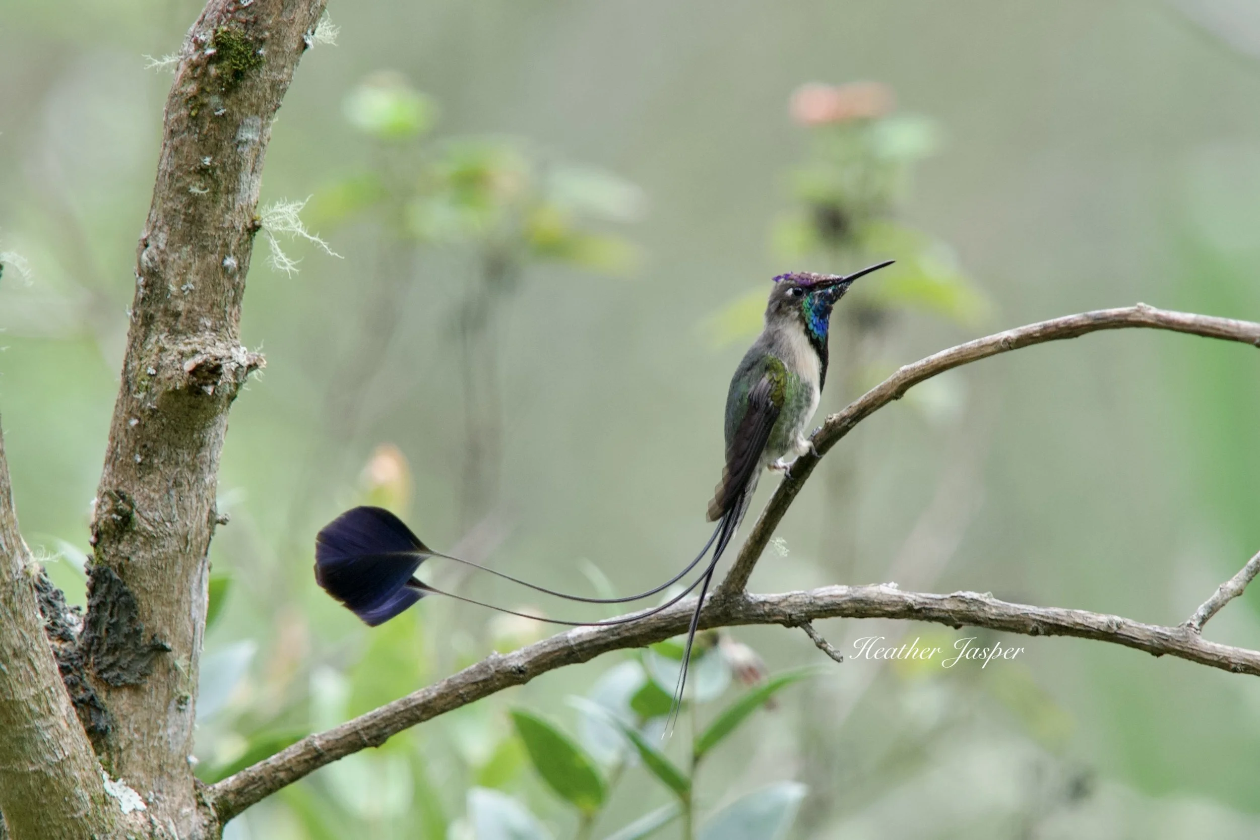 Marvelous Spatuletail Hummingbird in Cocachimba Peru