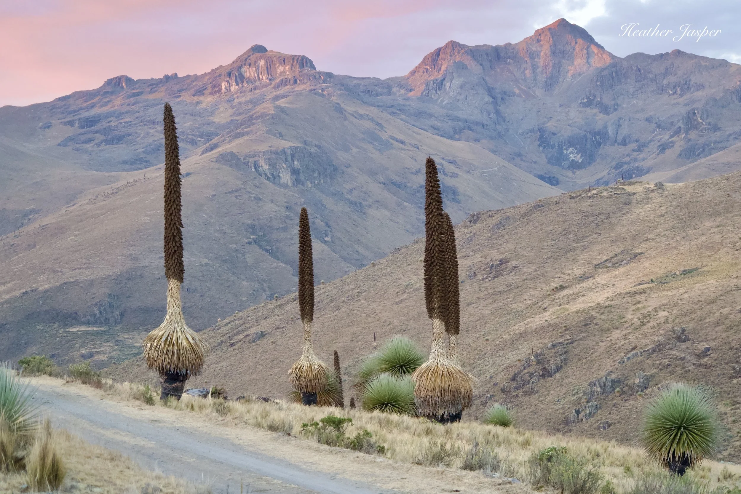 Cordillera Negra puya raimondii Peru
