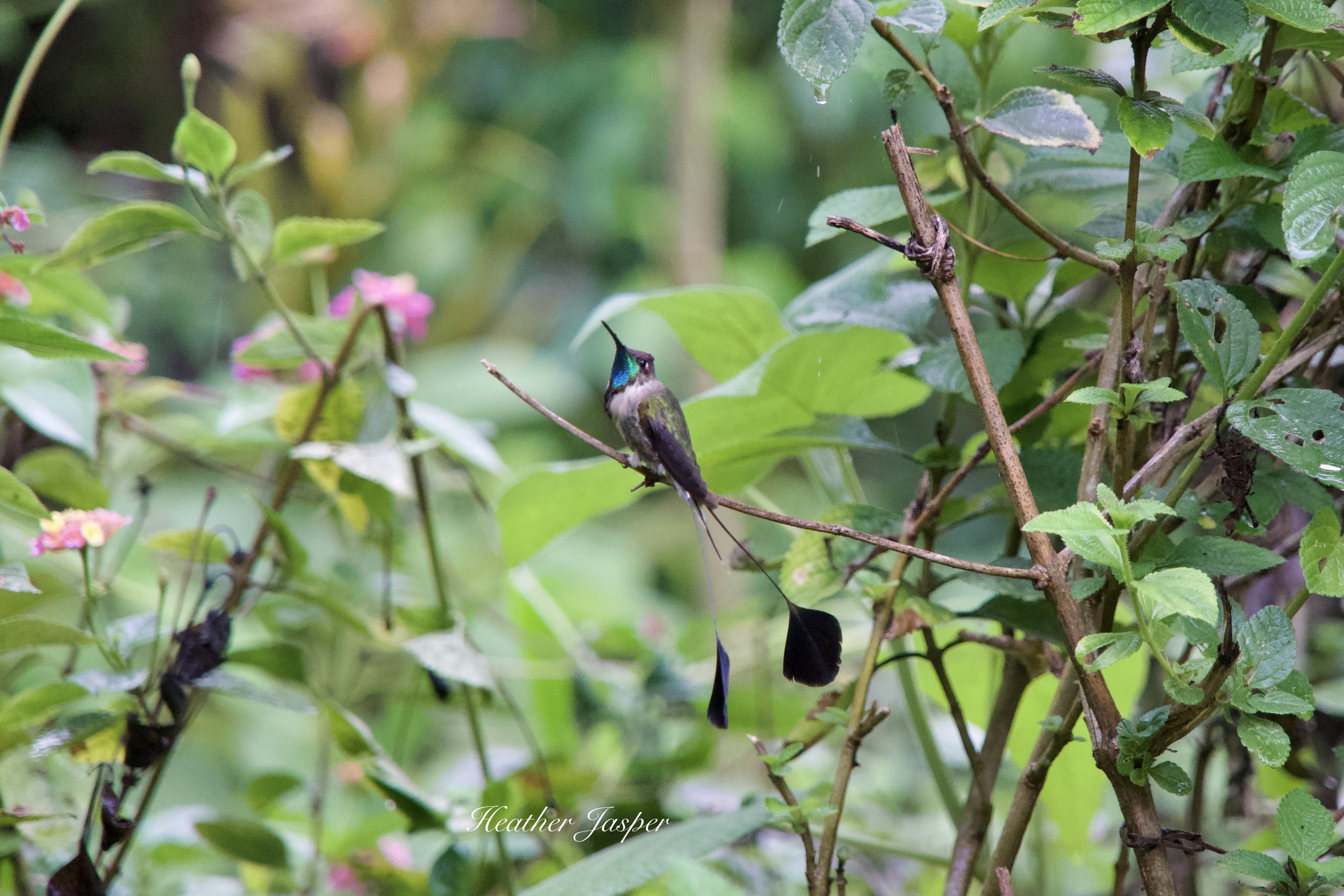 Marvelous Spatuletail Hummingbird Peru