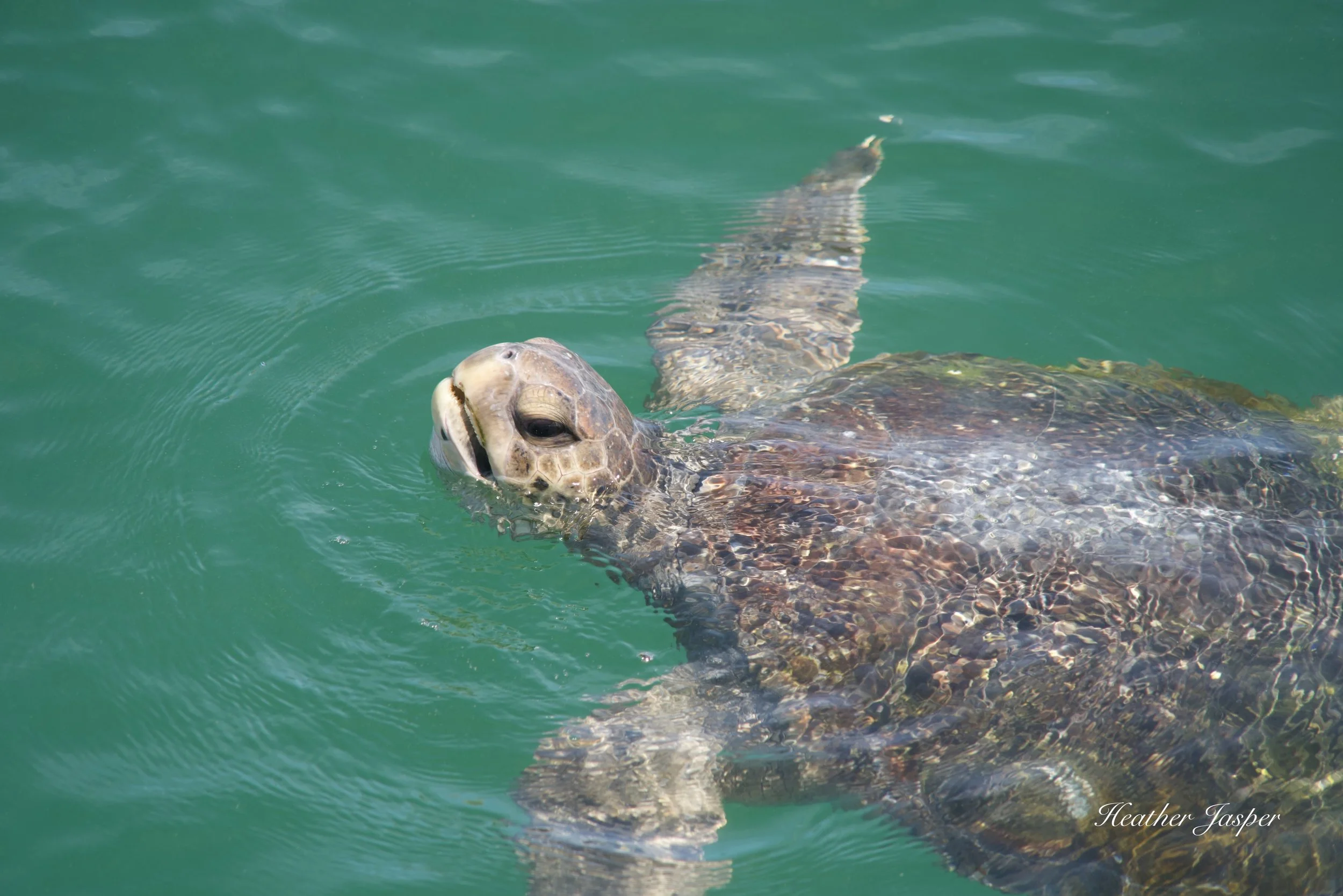 sea turtle at Cabo Blanco northern Peru