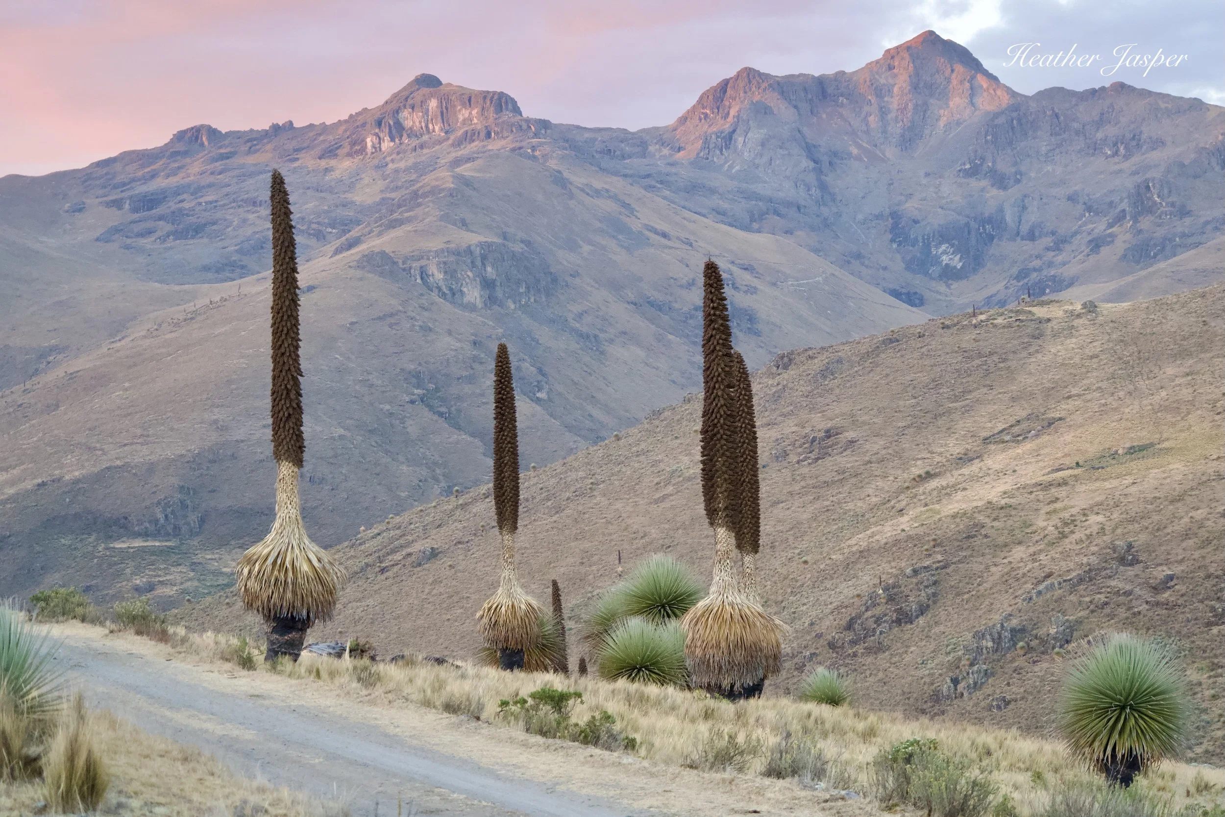 Cordillera Negra Puya Raimondii Peru