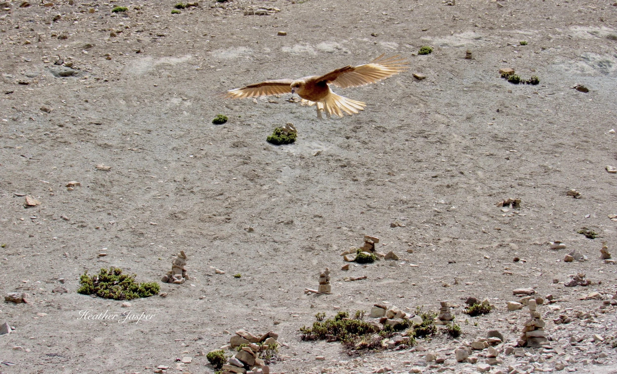juv caracara falcon Rainbow Mountain Peru
