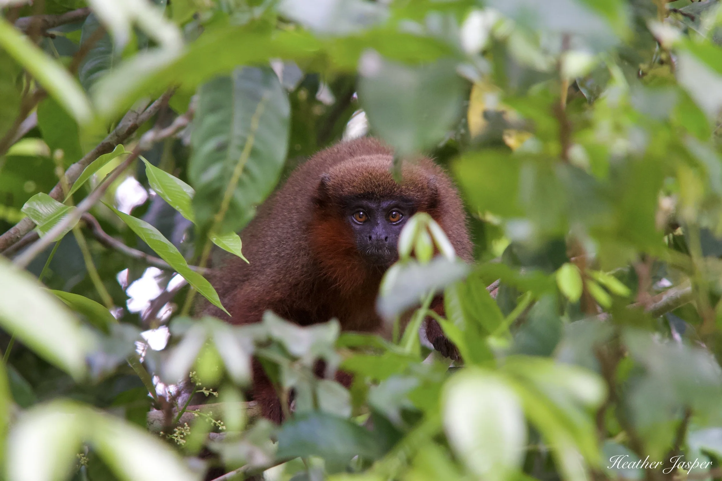 how to plan a wildlife adventure