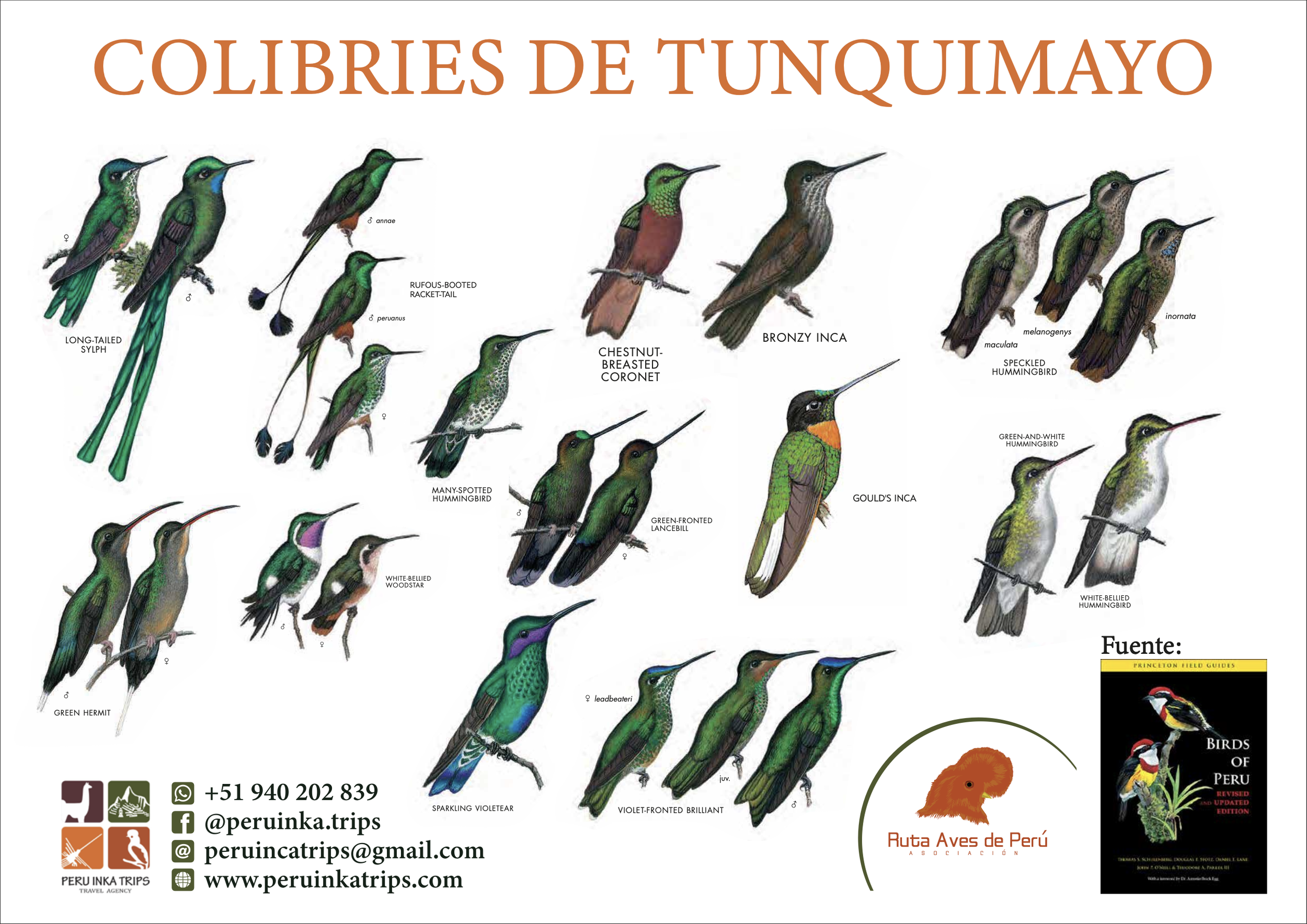hummingbirds at Tunquimayo Lodge Quillabamba Peru