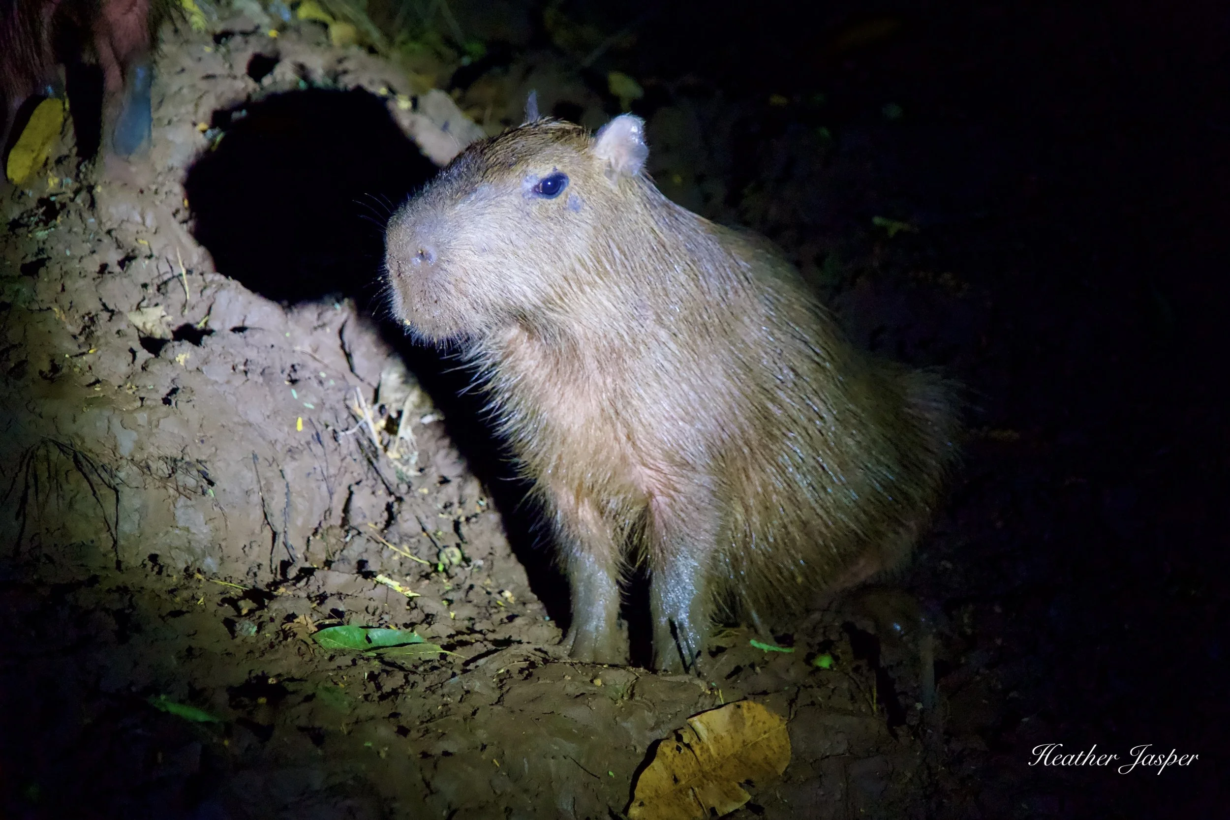 capybara during night boat trip Peru