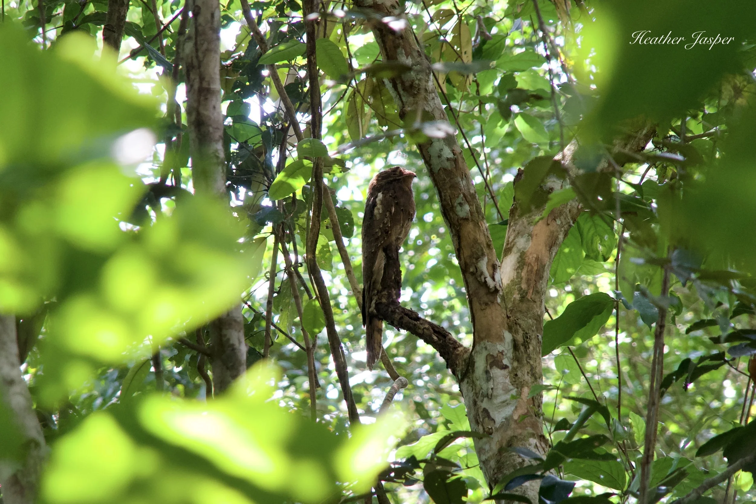Long-tailed Potoo Aconabikh Tarapoto Peru