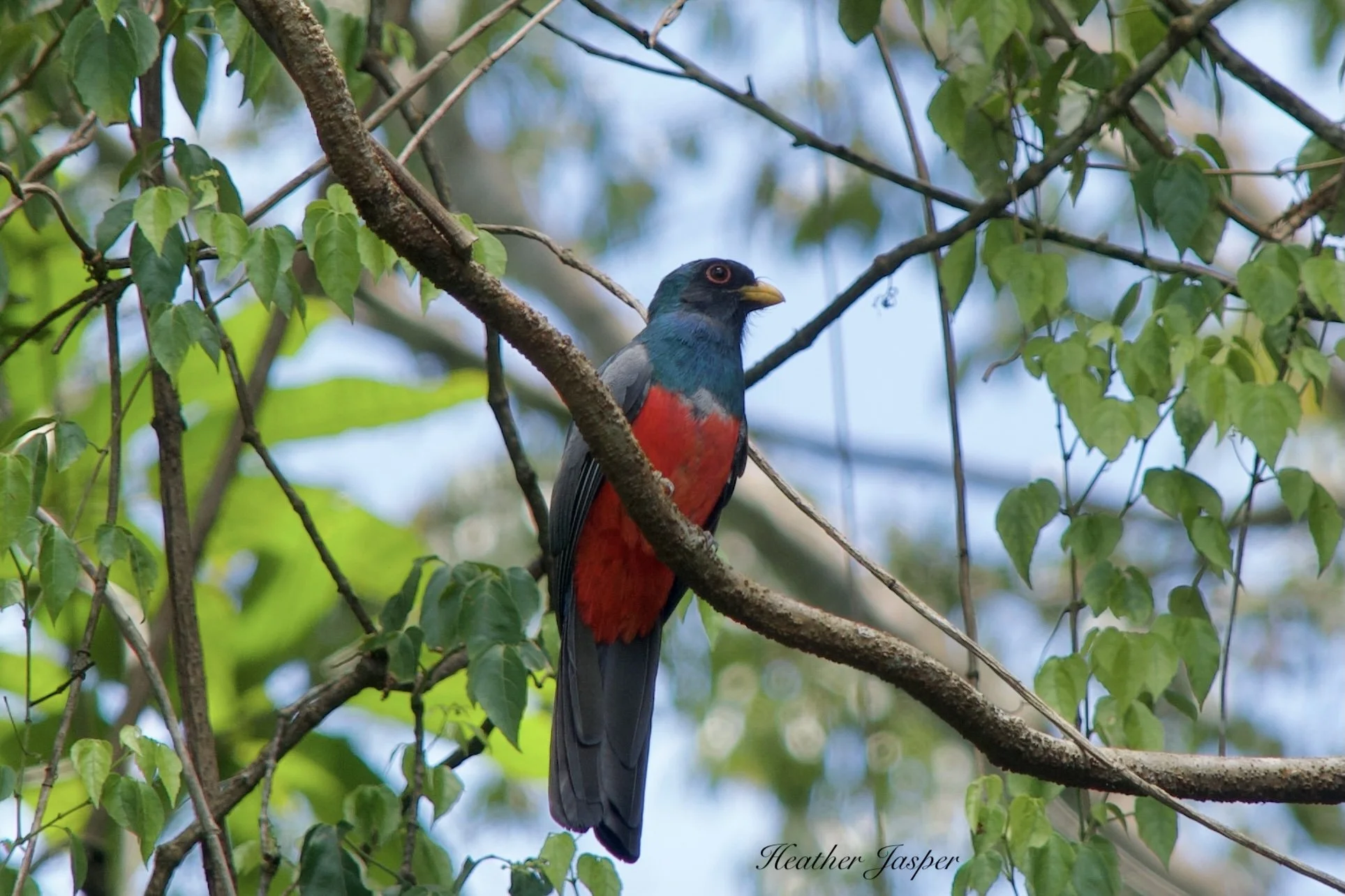 how to go birding in Peru