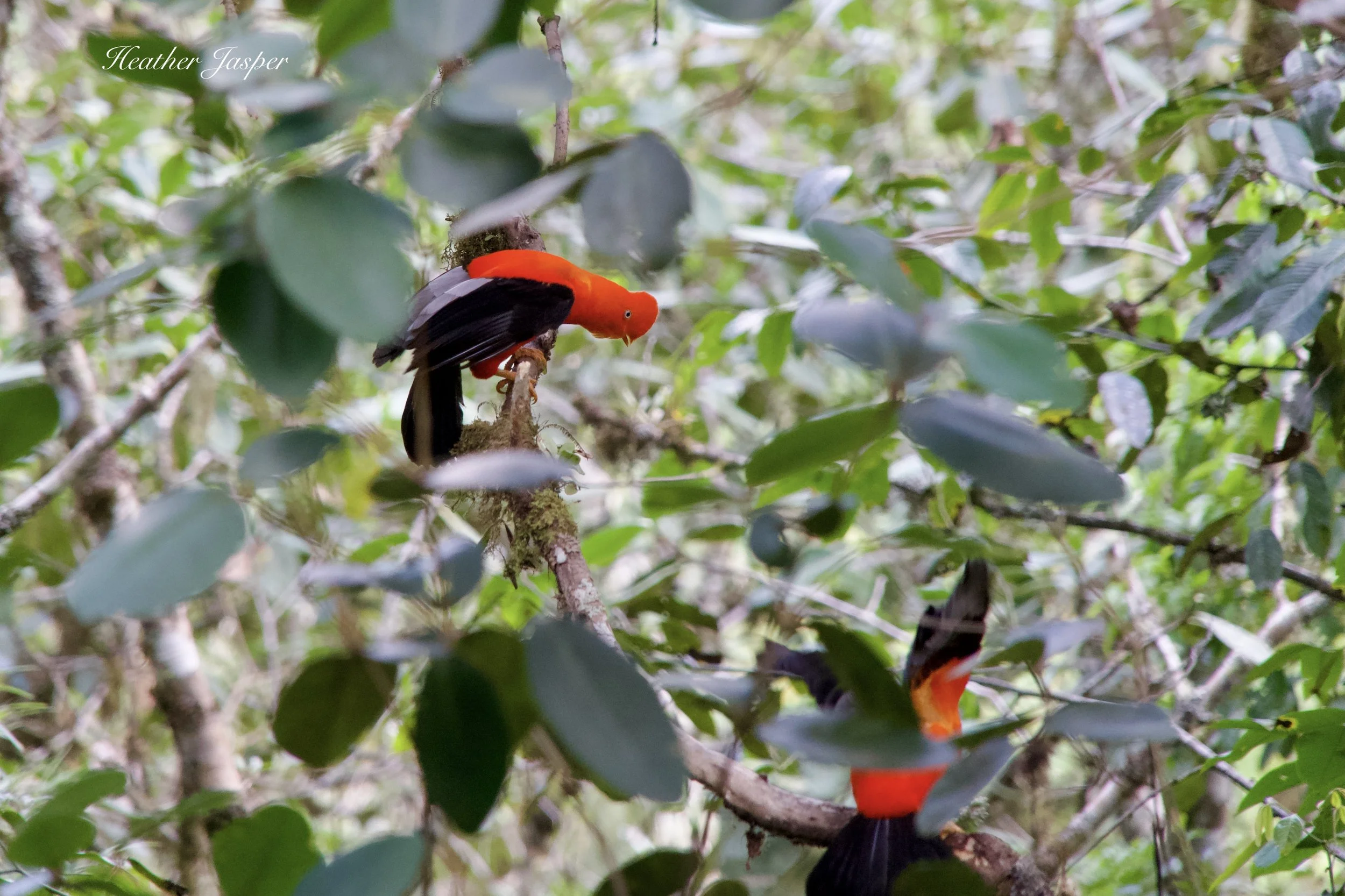 Gallito de las Rocas at lek in Tunquimayo Lodge Quillabamba Peru