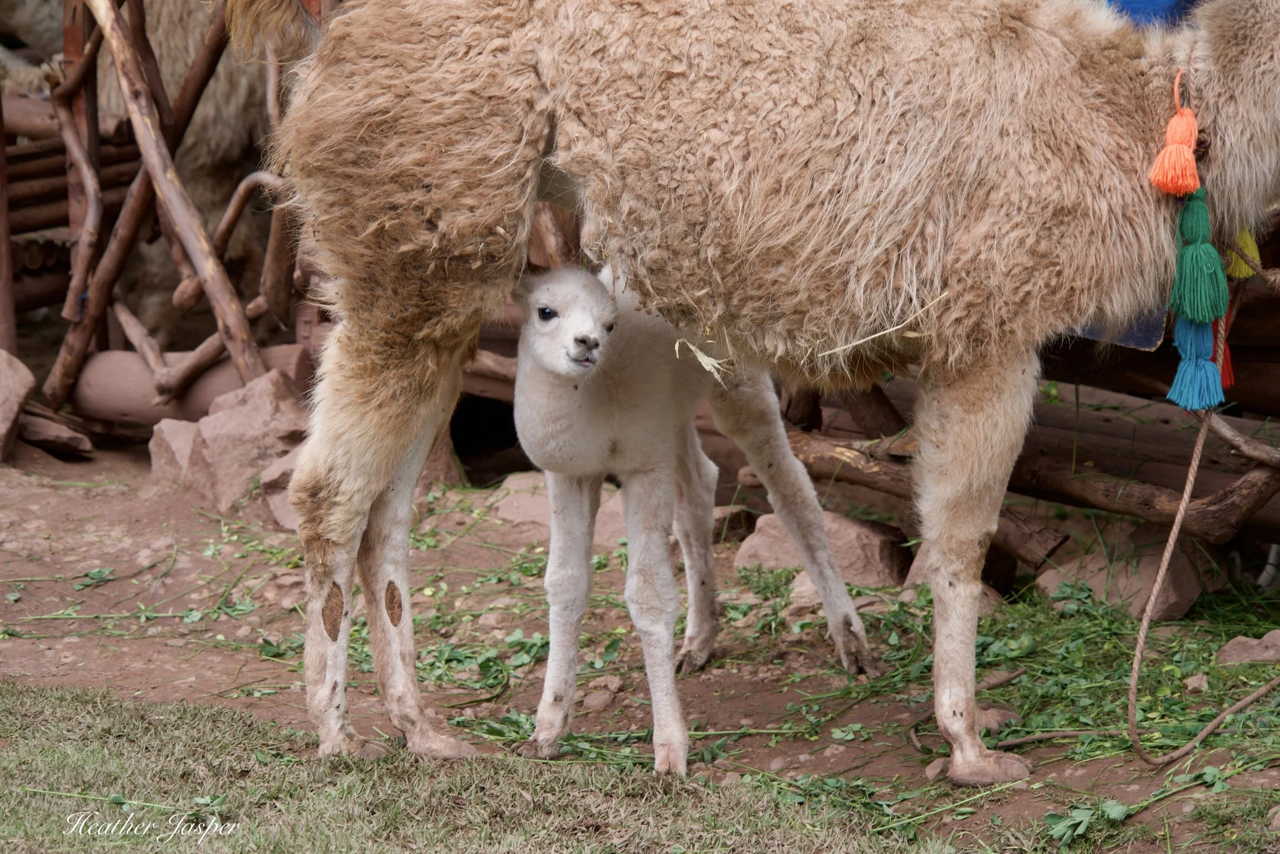 baby llama in Ccaccaccollo Sacred Valley Peru