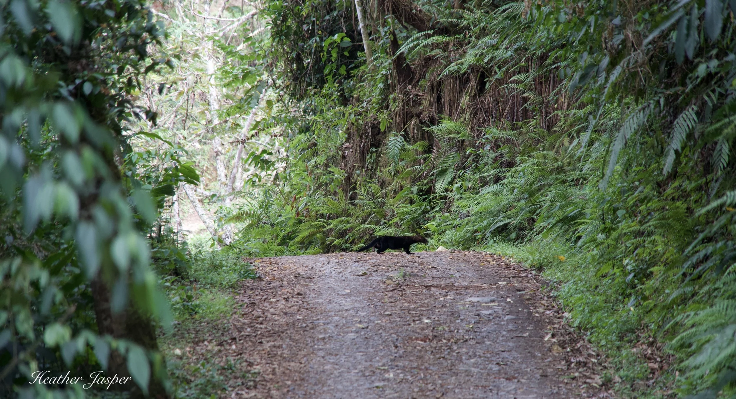 tayra at Tunquimayo Lodge Quillabamba Peru
