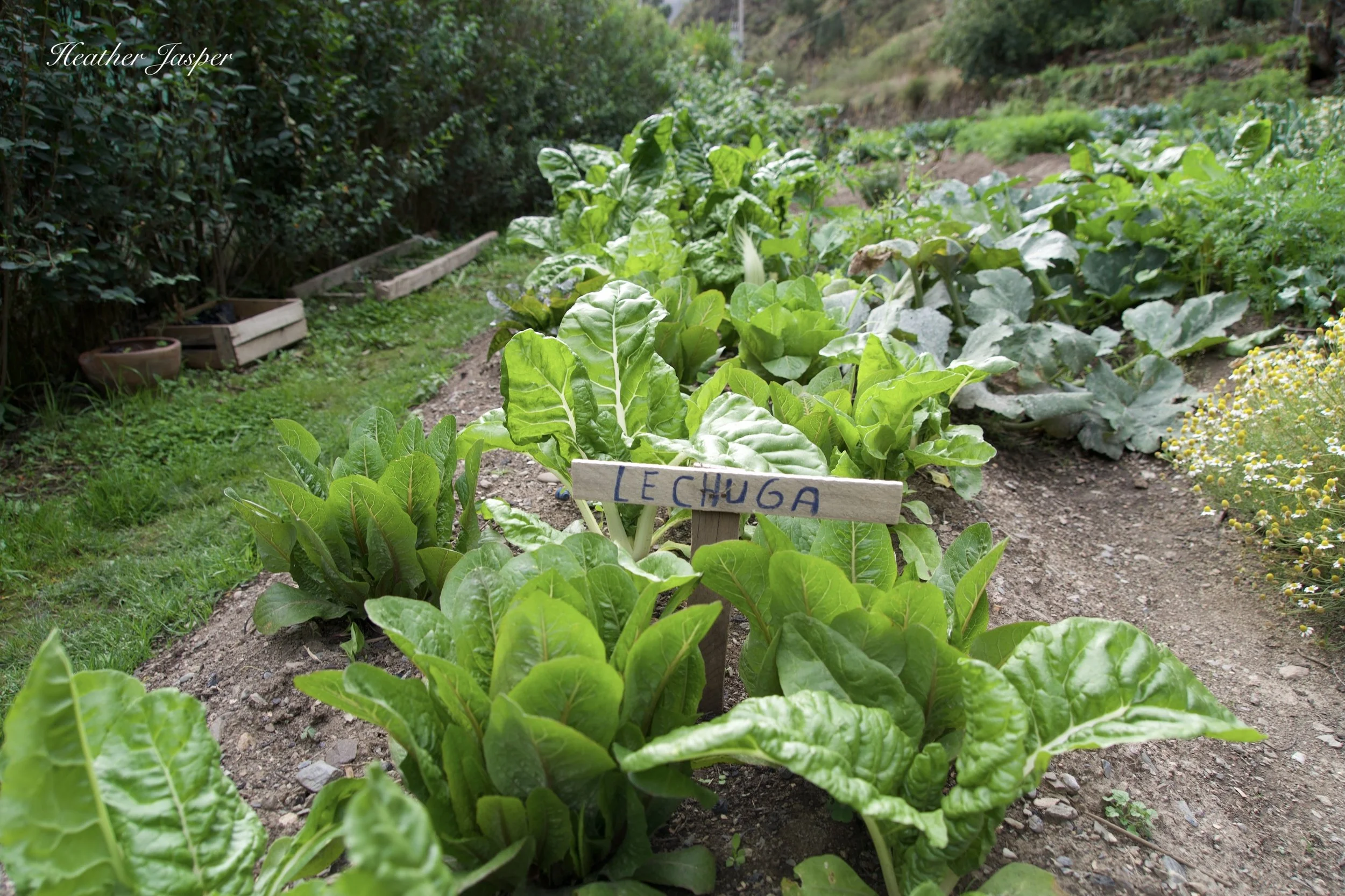 organic garden at Las Qolqas Ollantaytambo Peru