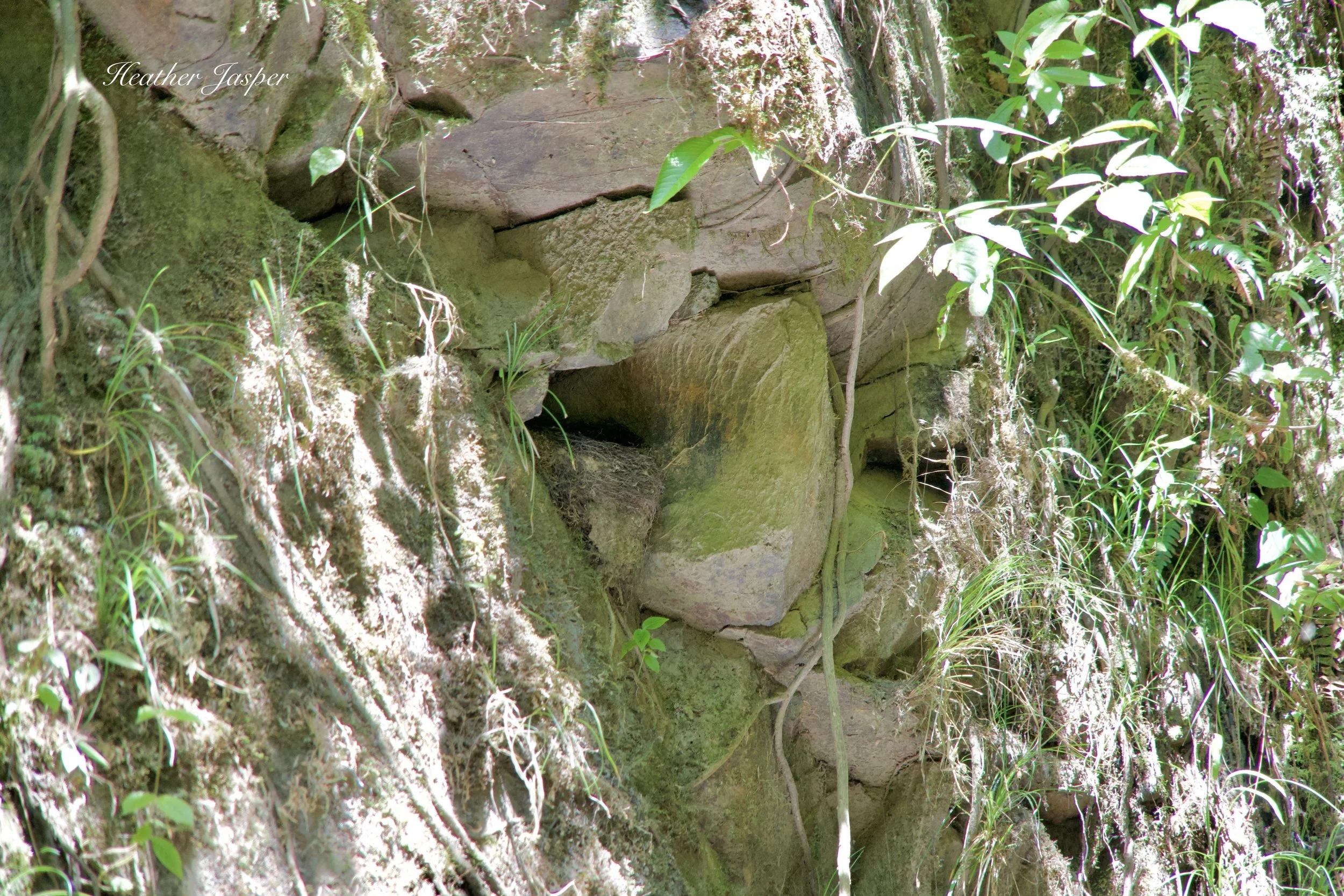 Cock-of-the-Rock nest Tunquimayo Lodge Quillabamba Peru