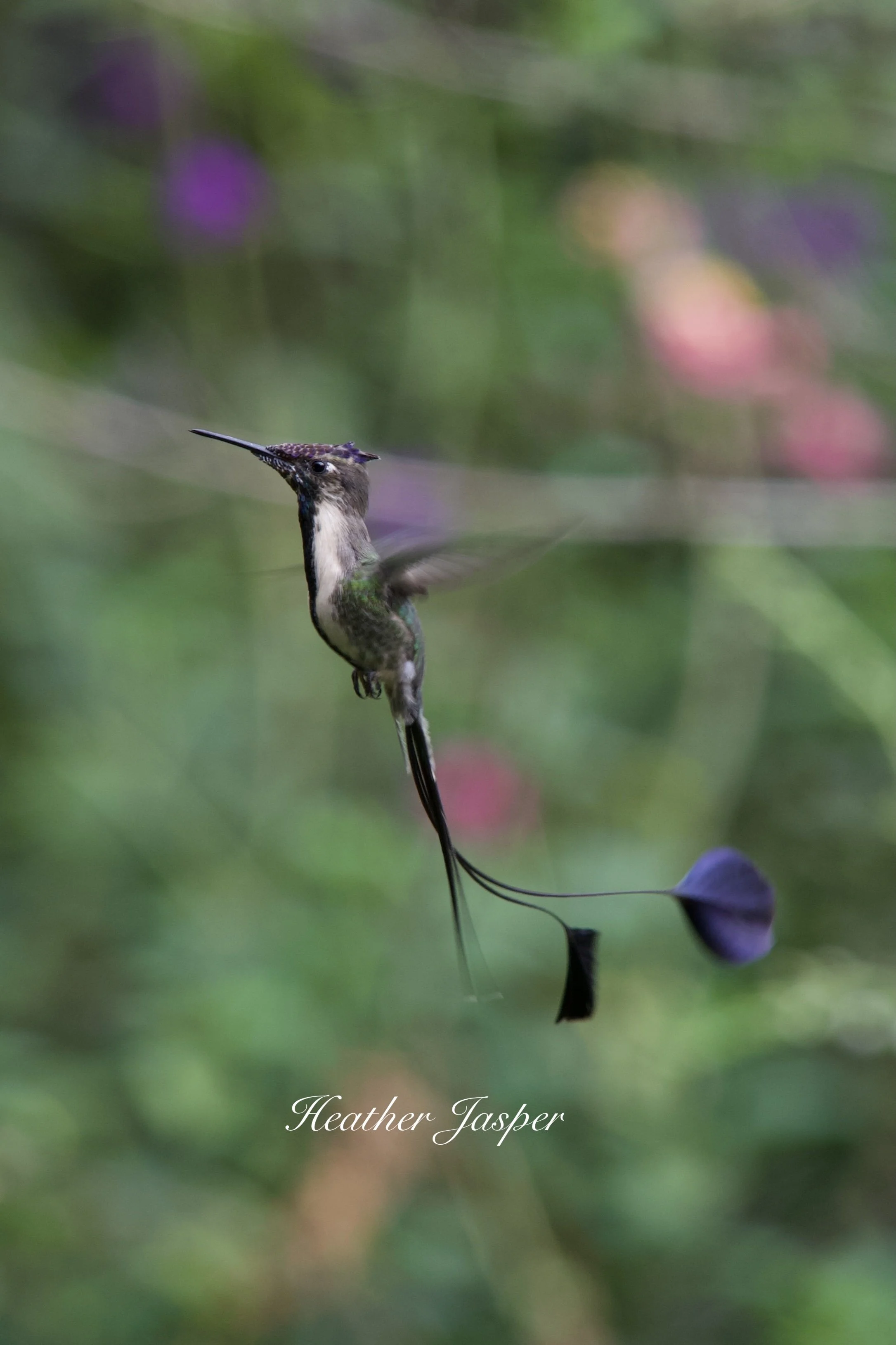 Marvelous Spatuletail Hummingbird Cocachimba Amazonas Peru