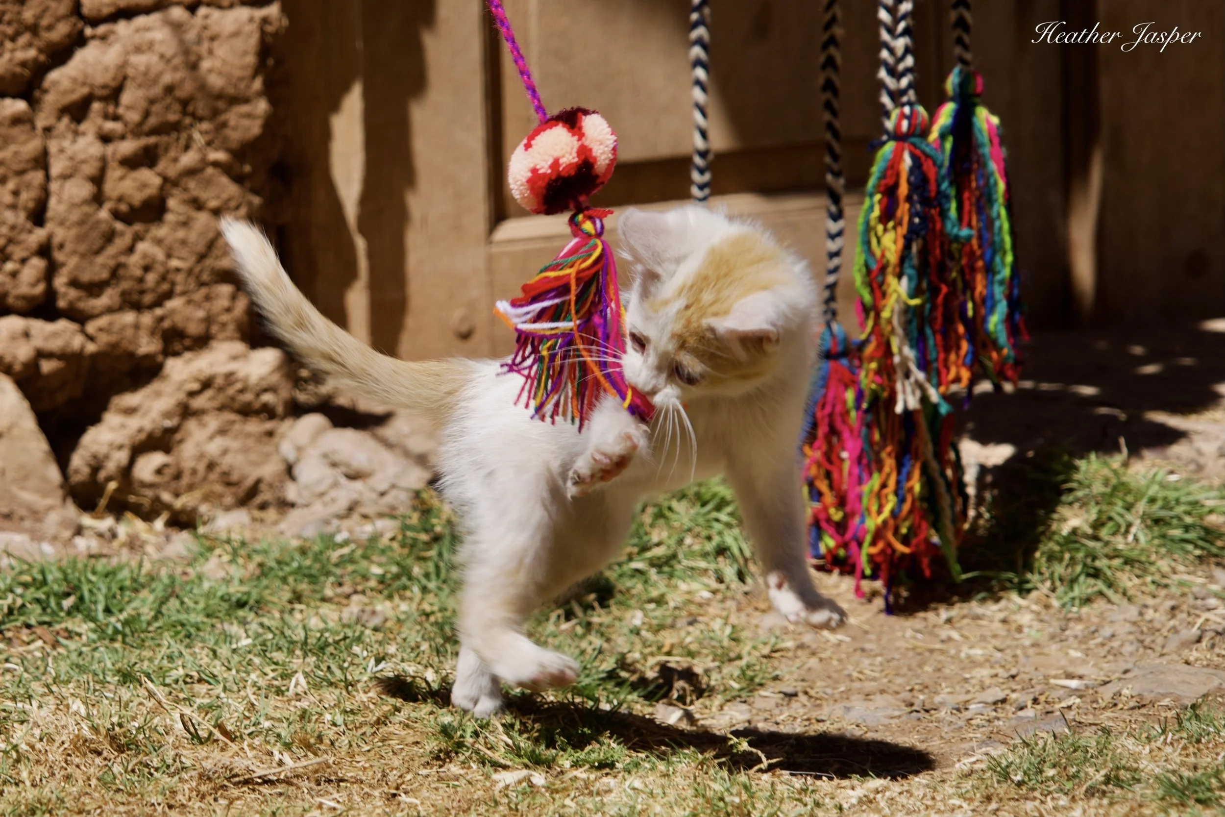 how to prep your home and pets for travel