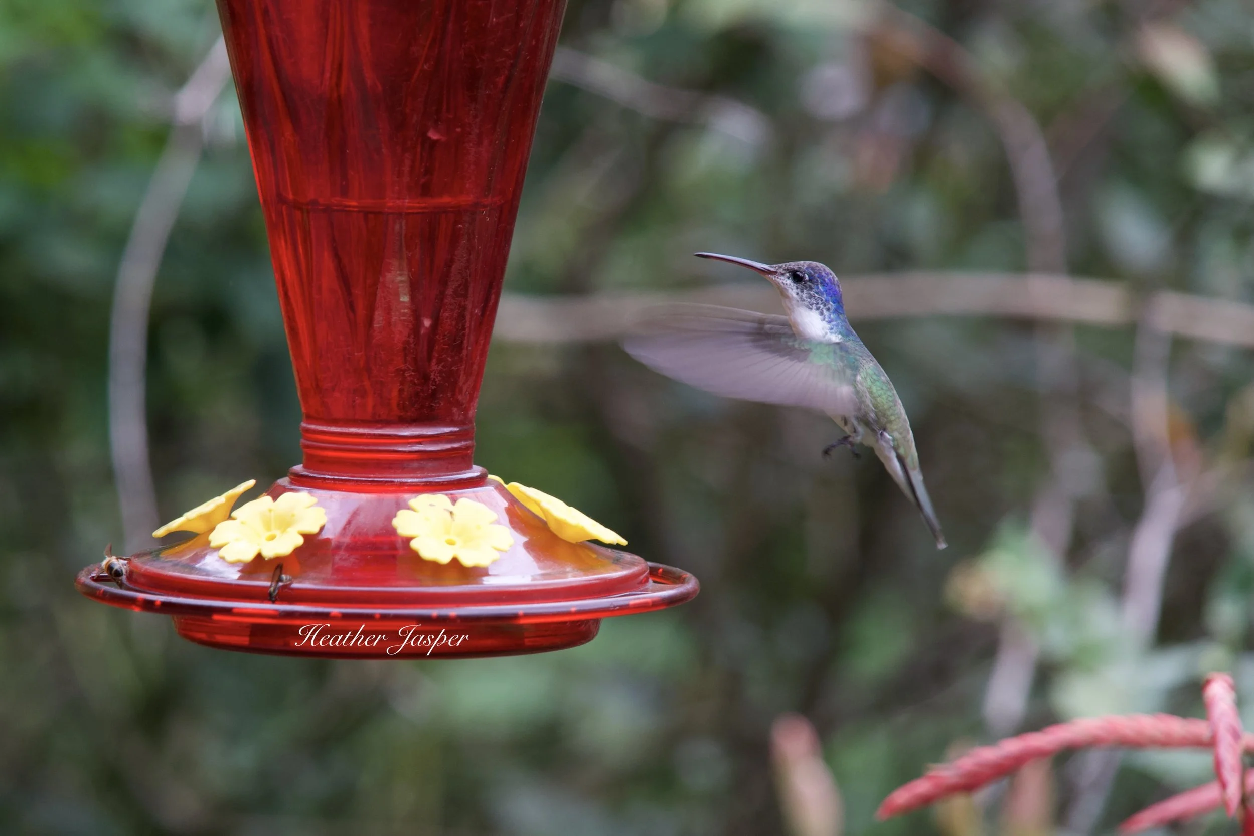 Andean Emerald at Marvelous Spatuletail Refuge Cocachimba Amazonas Peru