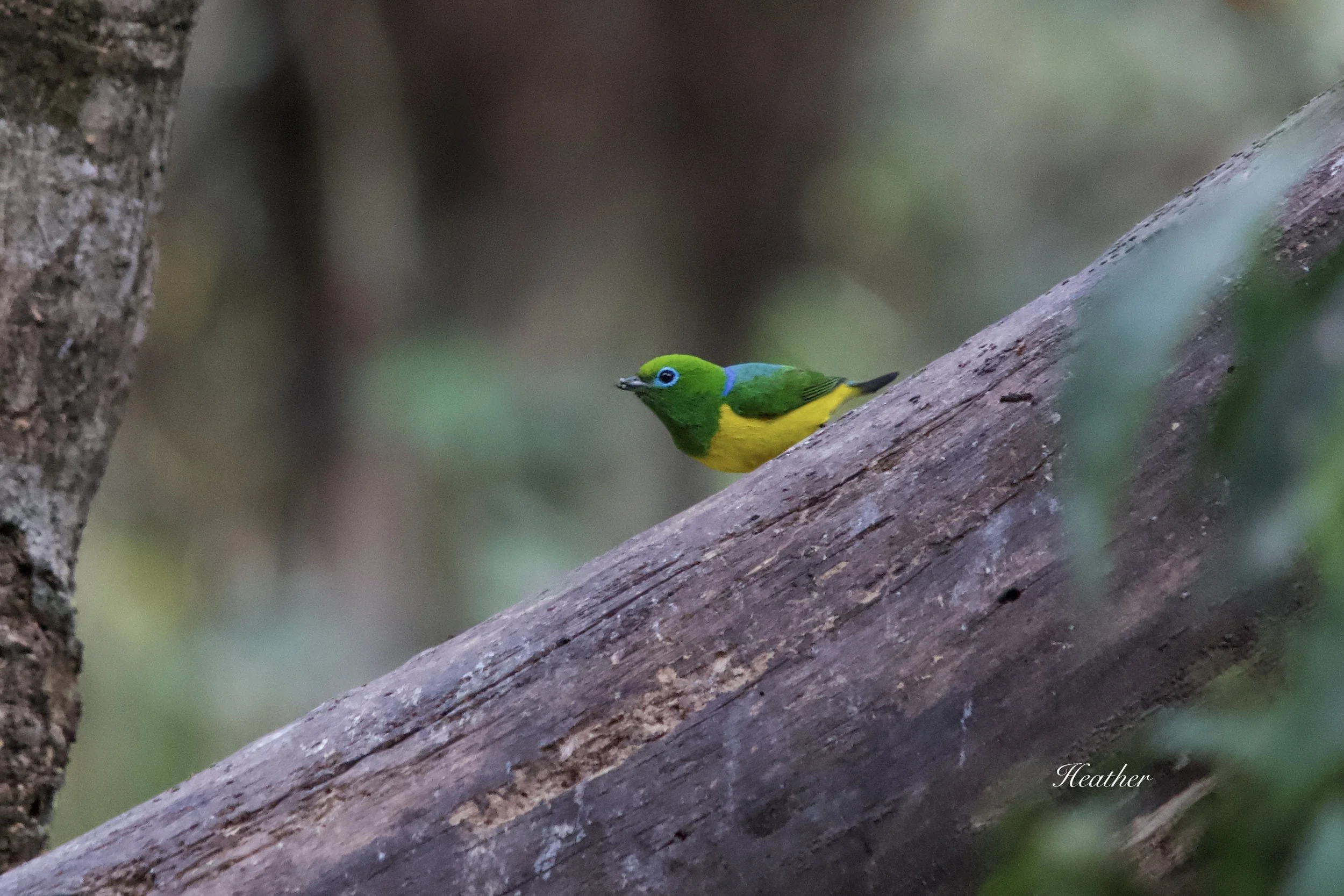 Blue Naped Chlorophonia in Peru