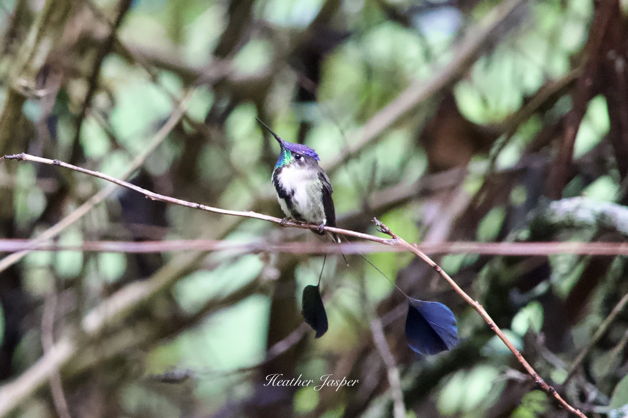 endemic birds in Peru Marvelous Spatuletail