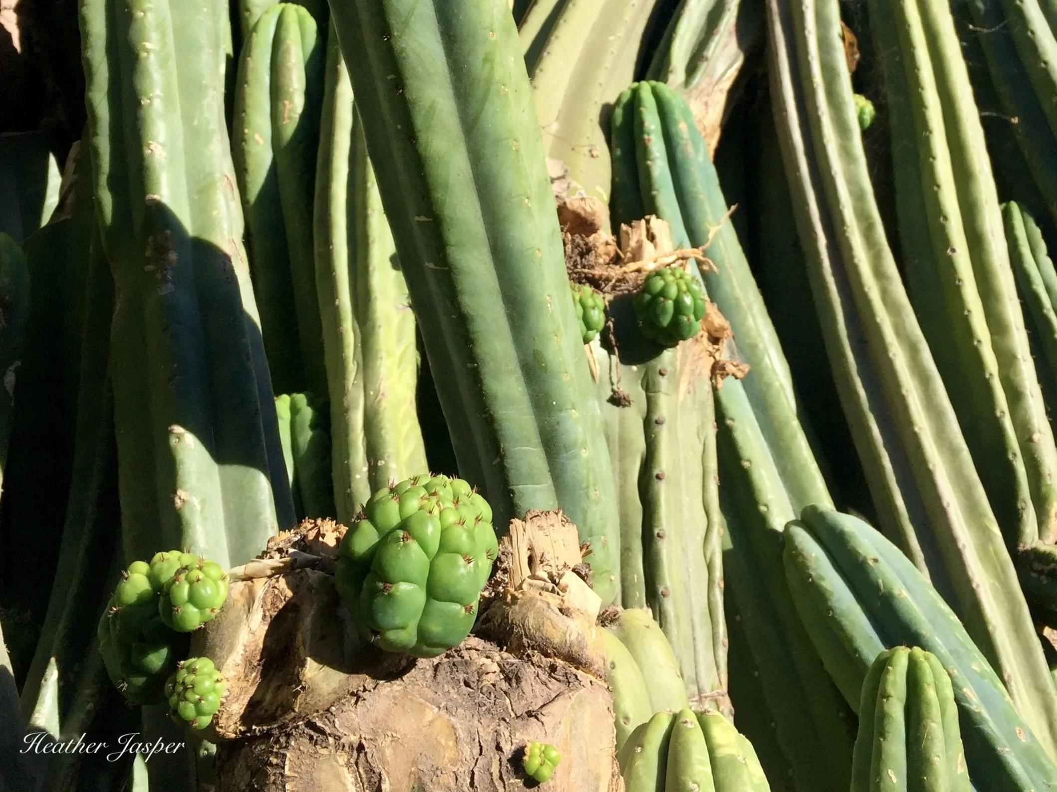 San Pedro cactus Peru