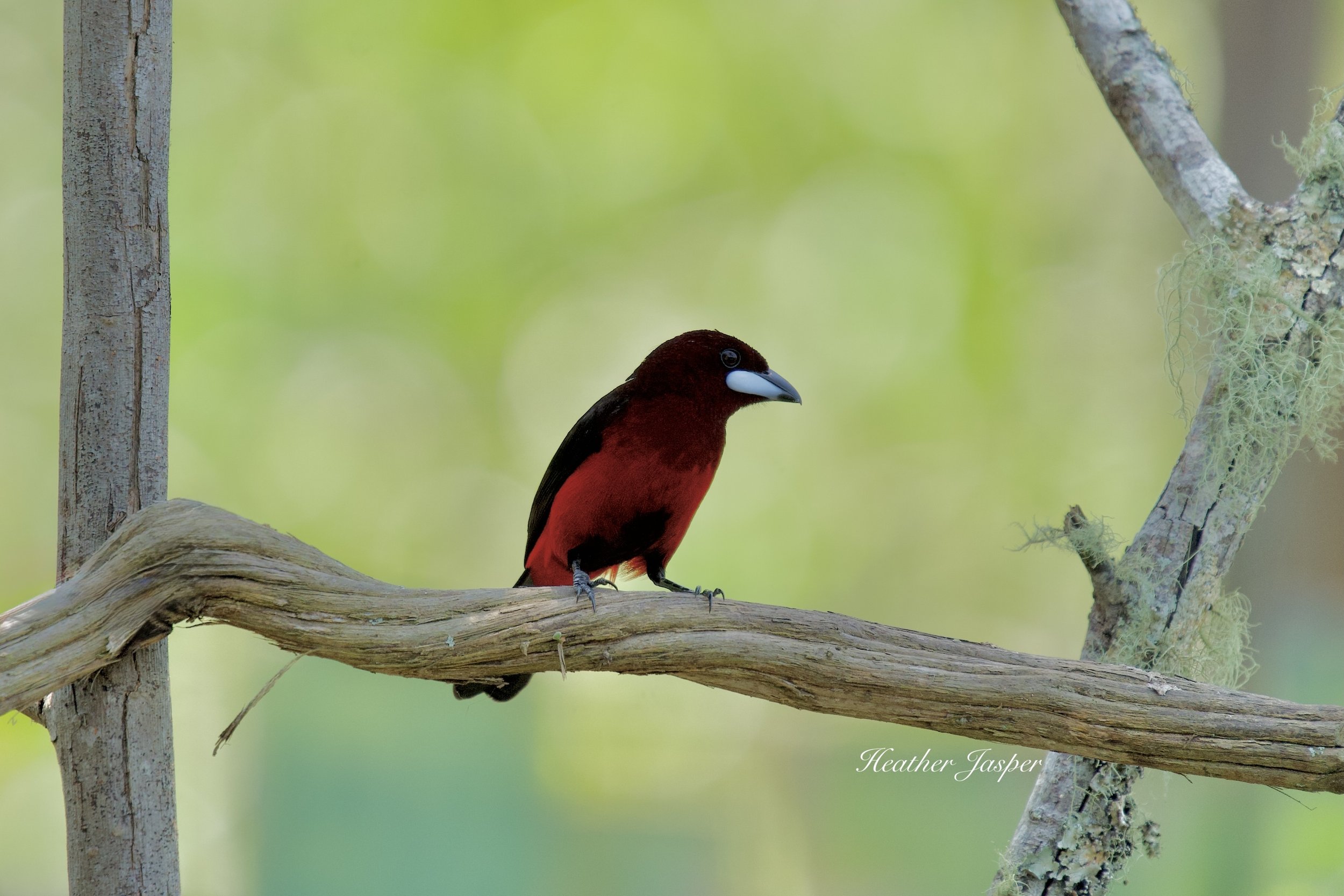 Black bellied tanager Calzada Moyobamba Peru