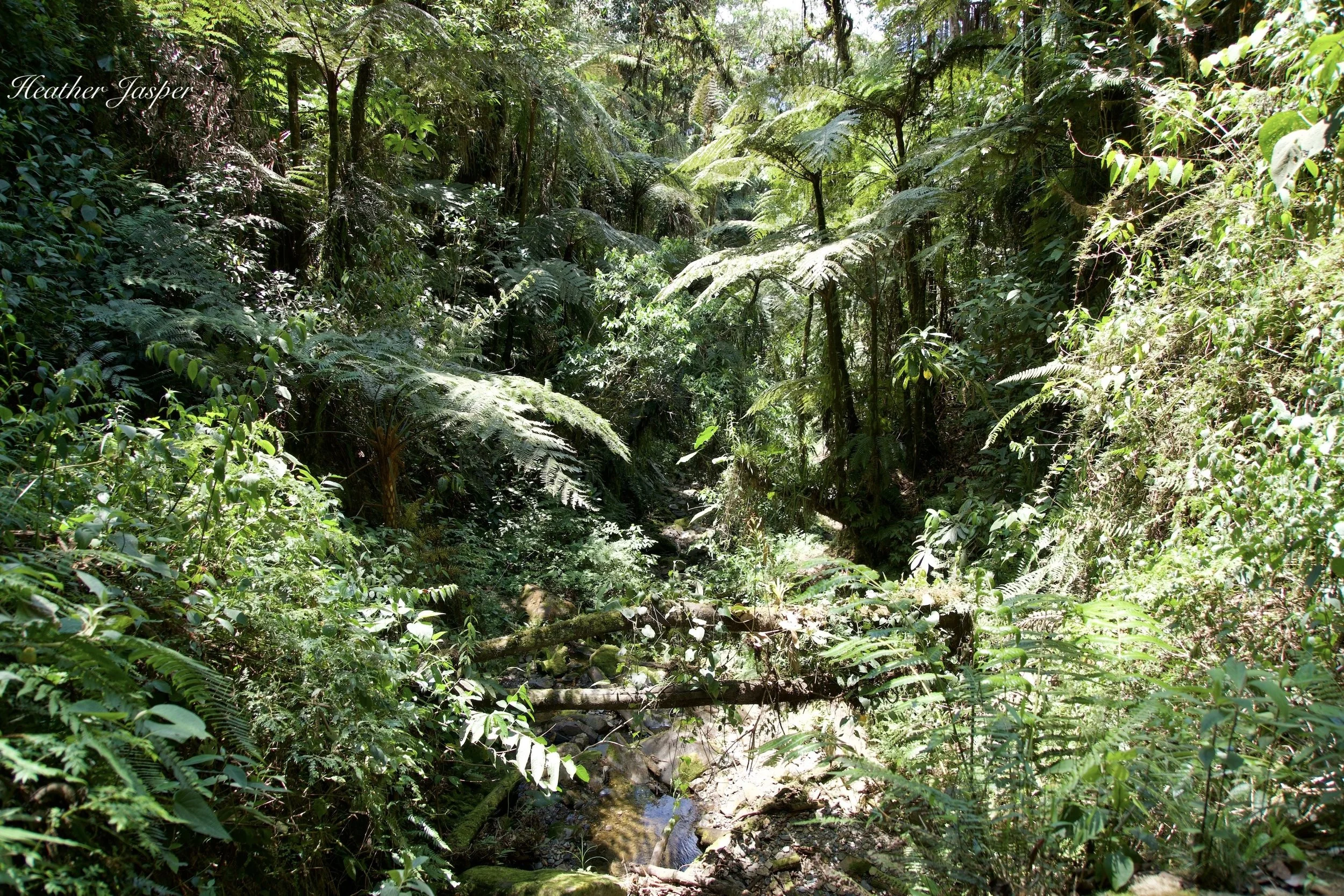cloudforest at Tunquimayo Lodge Quillabamba Peru
